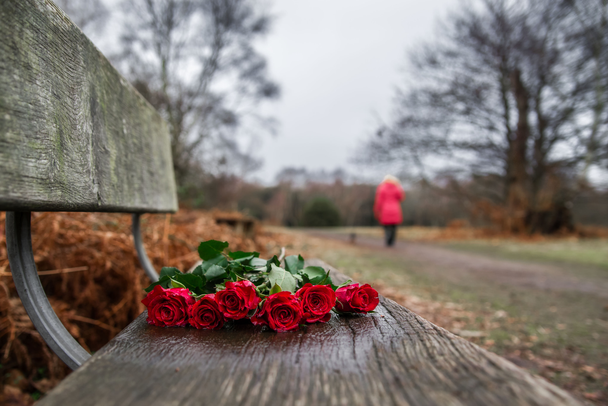 Pentax K-1 sample photo. Red . . . photography