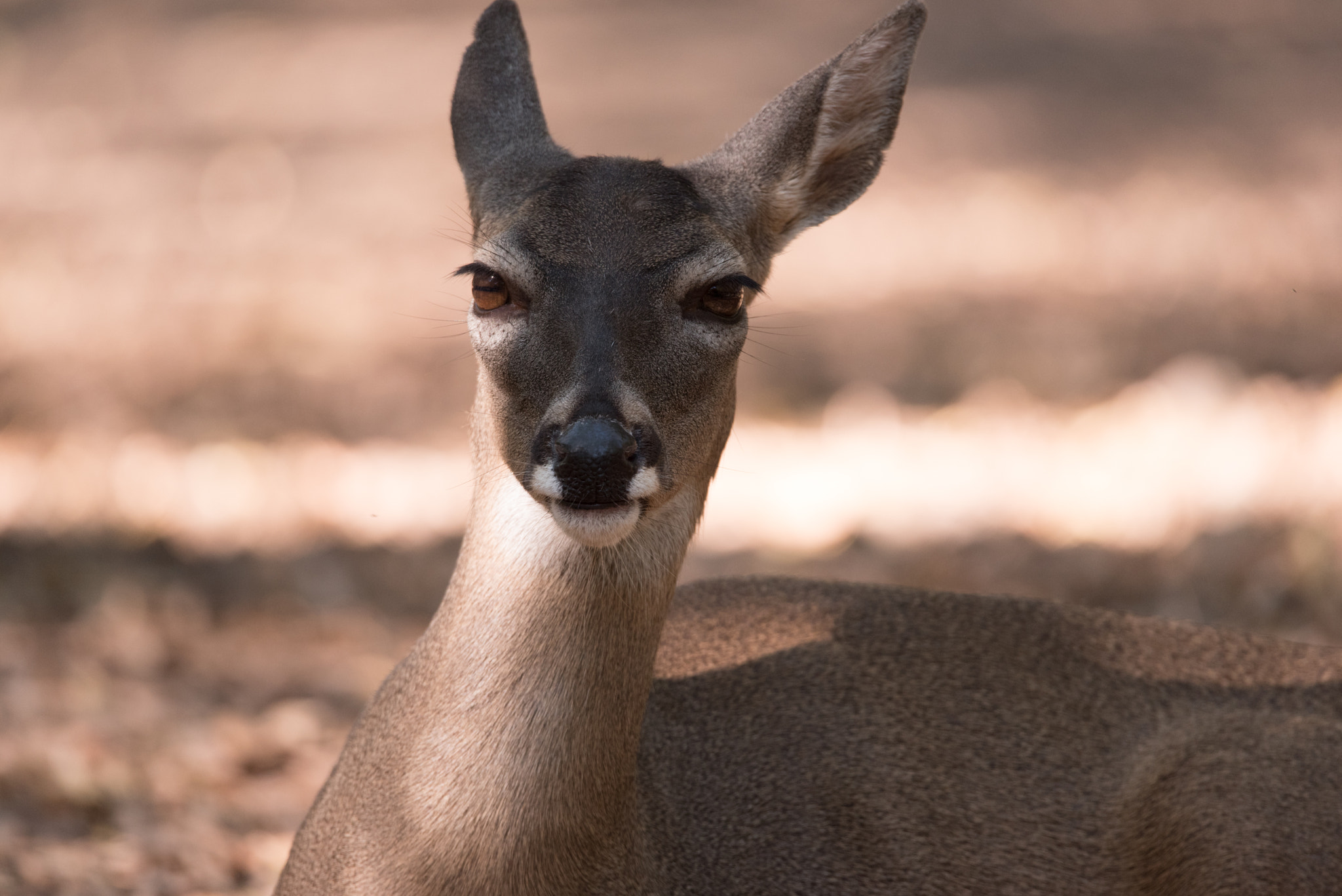 Sigma 150-600mm F5-6.3 DG OS HSM | S sample photo. Deer having a quiet morning photography