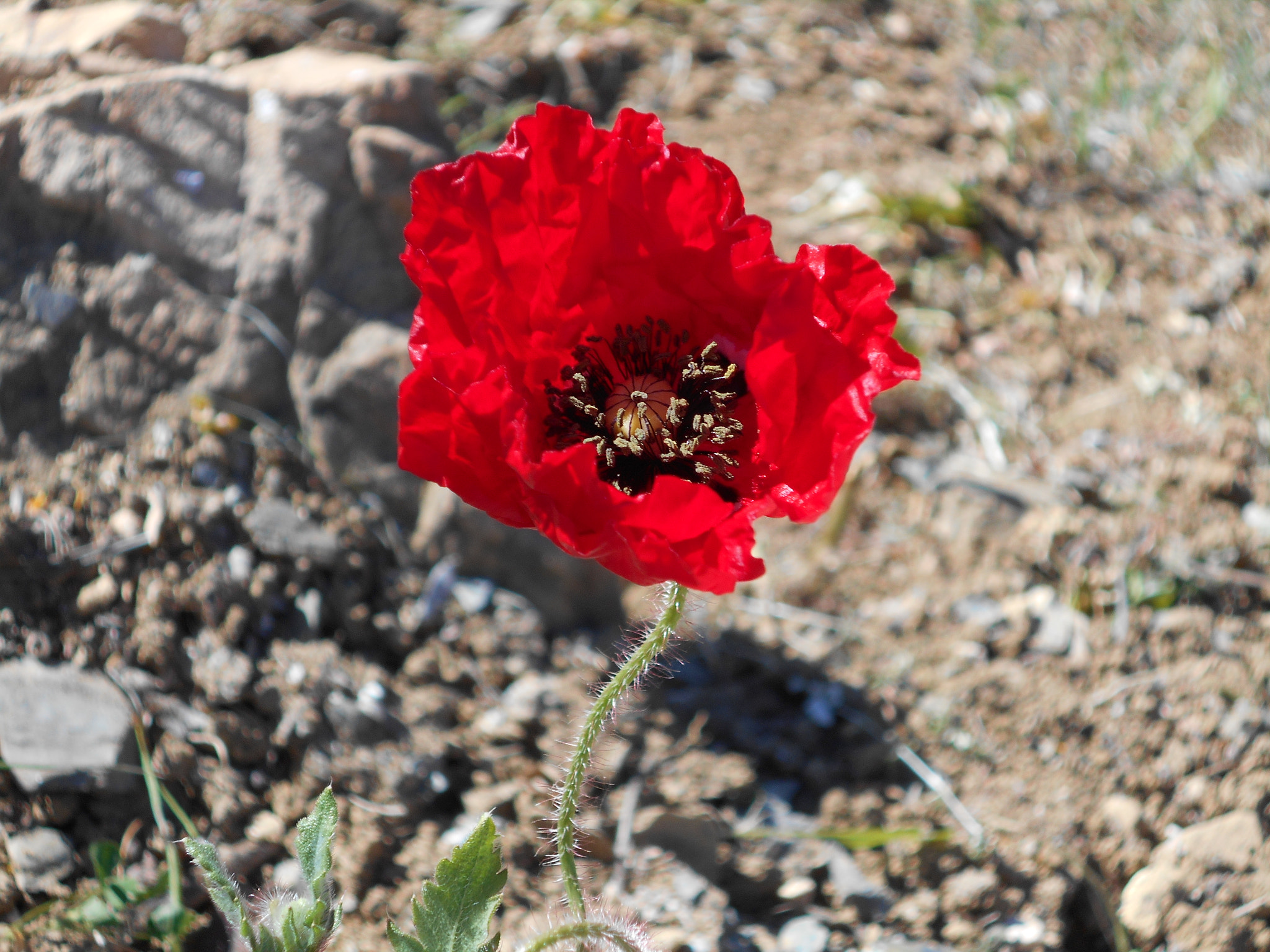 Nikon COOLPIX S2800 sample photo. Crumpled poppy photography