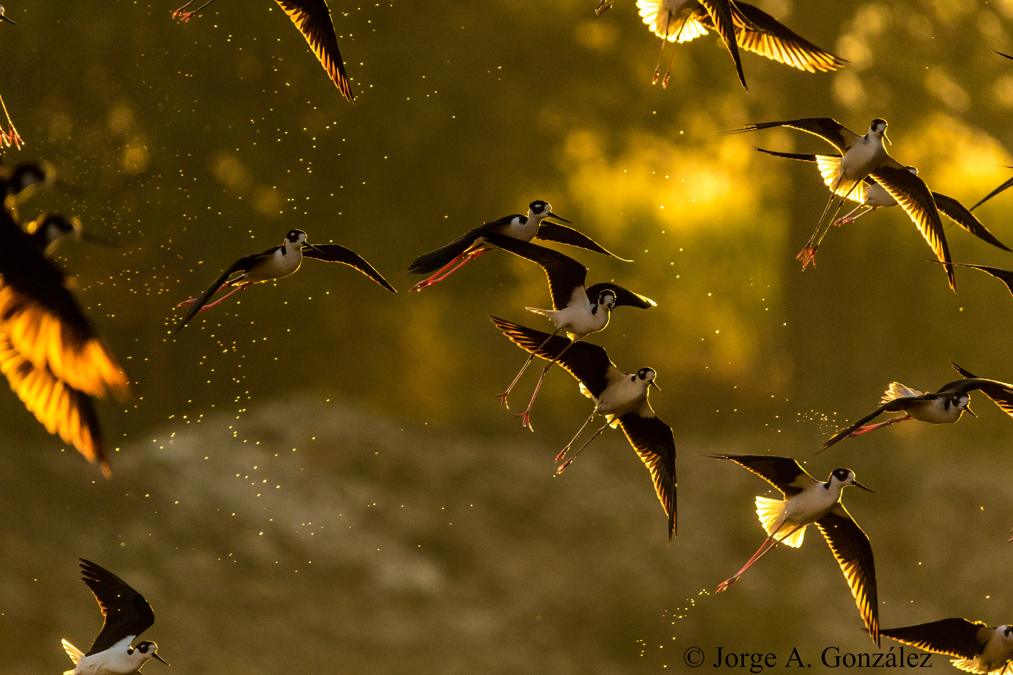 Sigma 150-500mm F5-6.3 DG OS HSM sample photo. Black-necked stilt photography