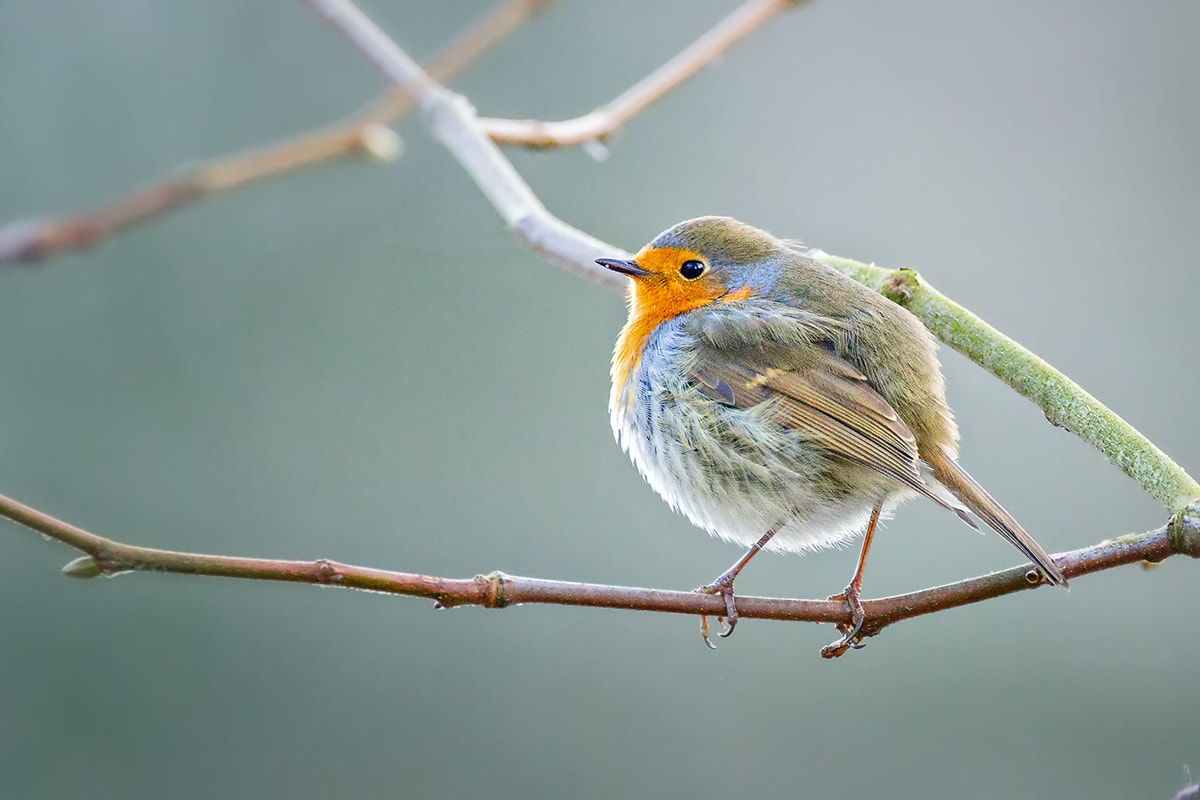 150-600mm F5-6.3 DG OS HSM | Contemporary 015 sample photo. Rotkehlchen (erithacus rubecula) photography