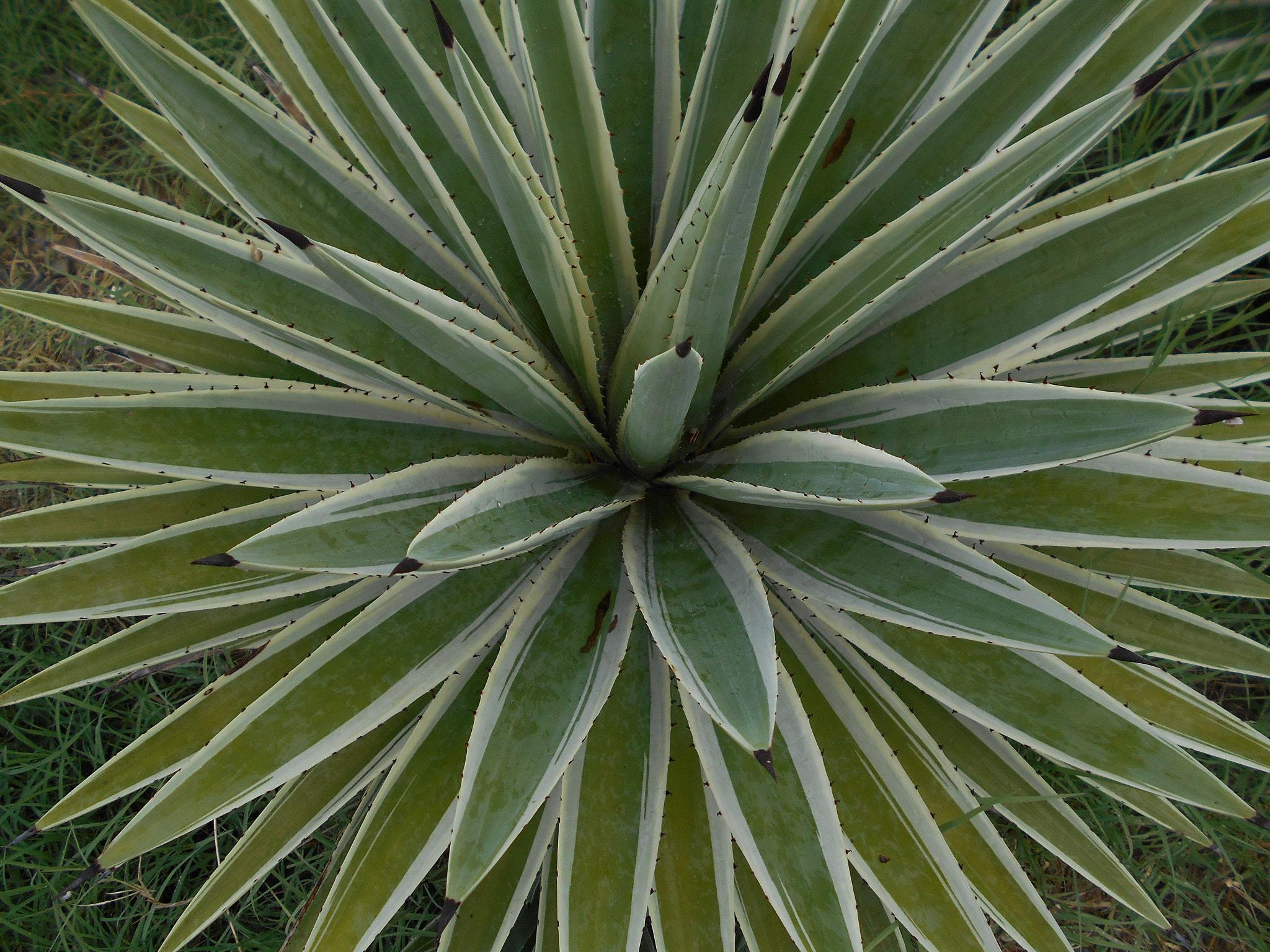 Nikon COOLPIX S2800 sample photo. Cactus starburst! photography