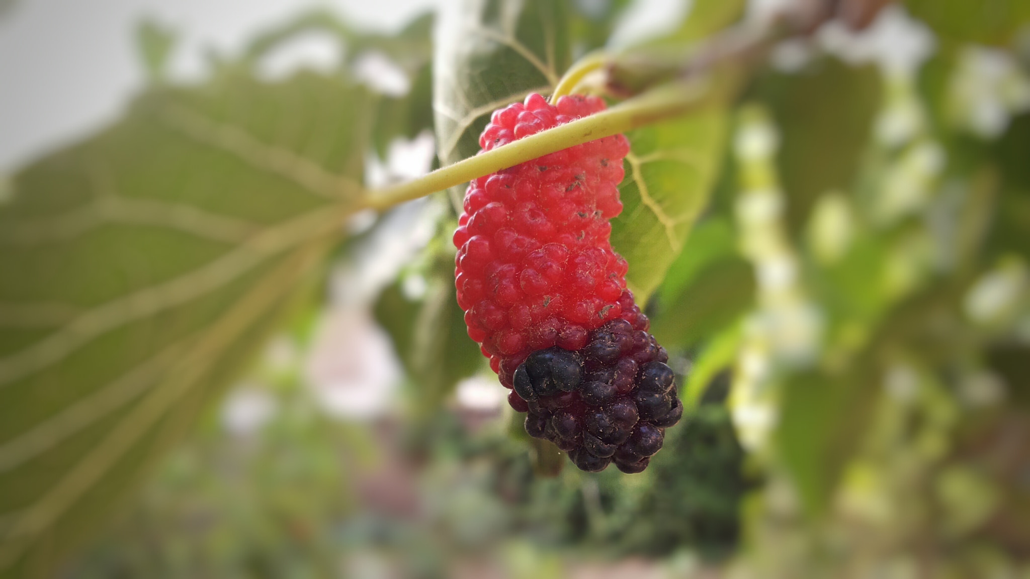 Samsung Galaxy Mega 5.8 sample photo