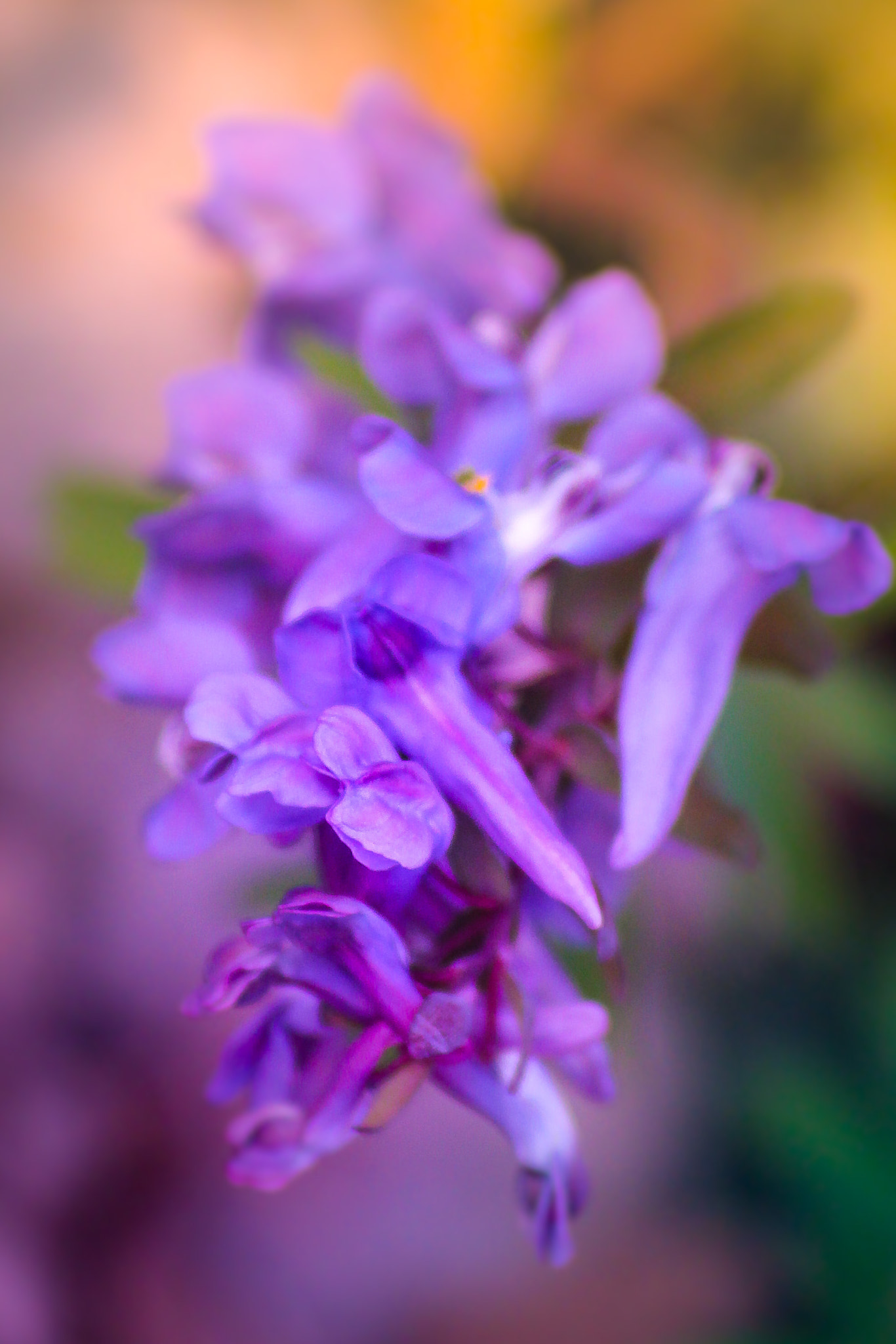 Sigma 70-300mm F4-5.6 APO DG Macro sample photo. Spring mood photography