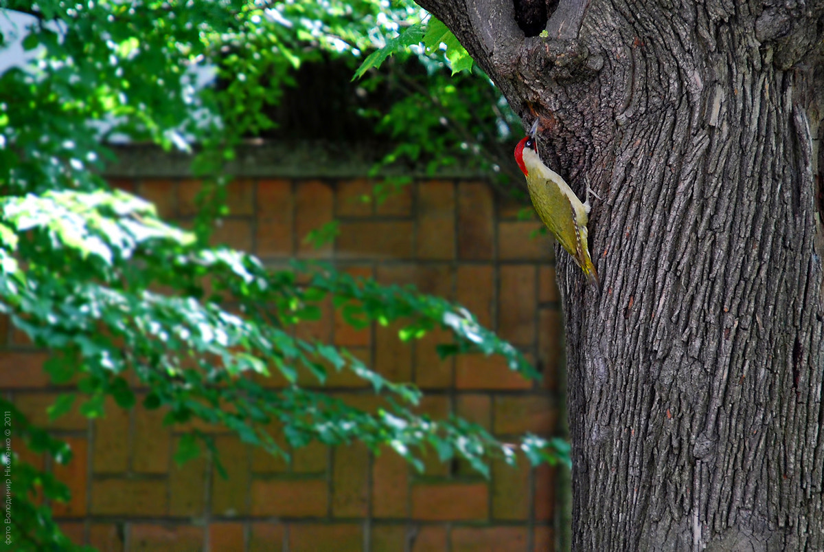 Nikon D40X sample photo. Picus viridis photography