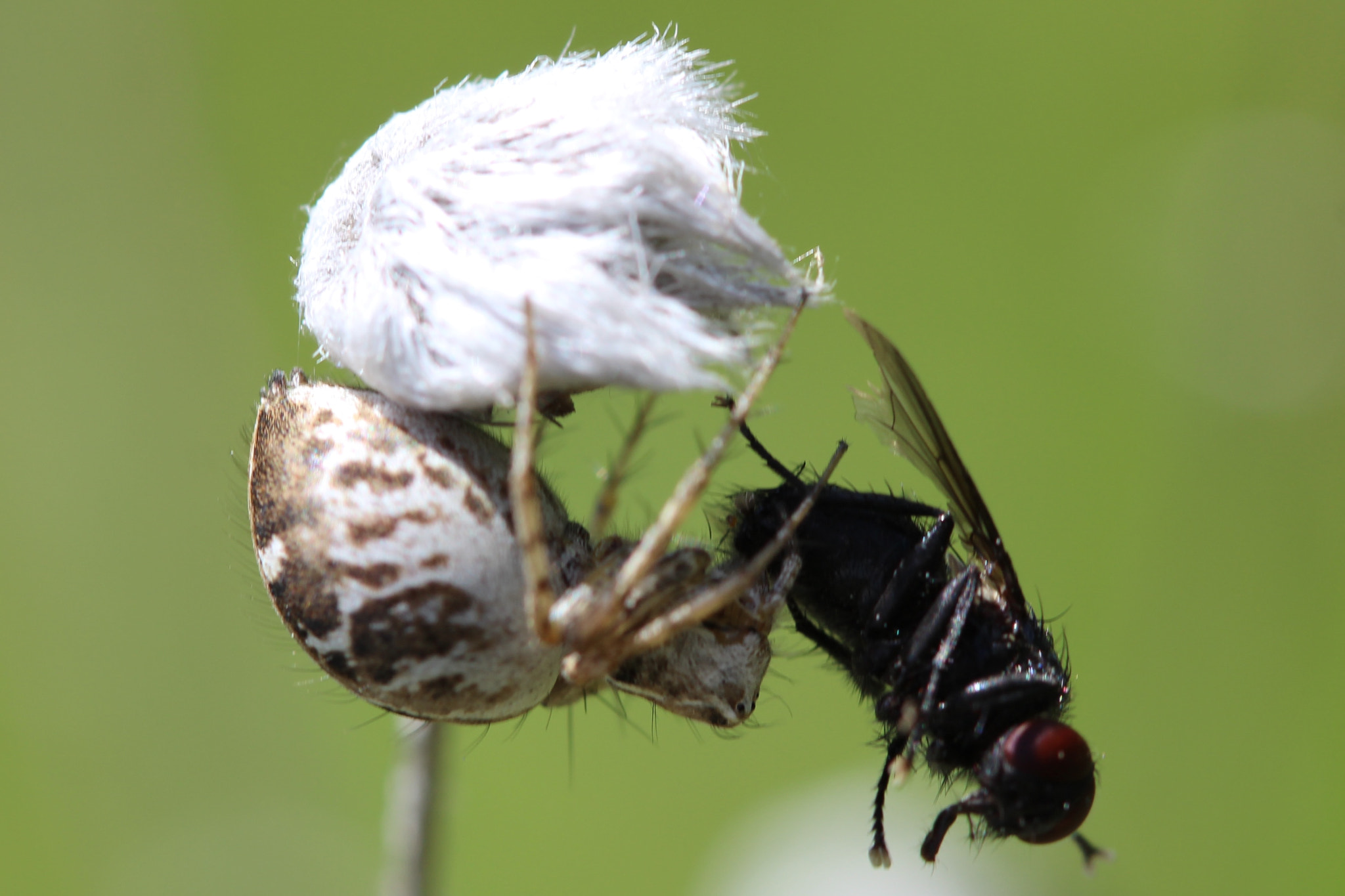 Canon EF 100mm F2.8 Macro USM sample photo. Spider lunch photography