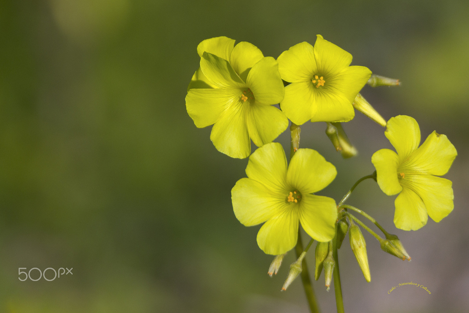 Tamron SP 150-600mm F5-6.3 Di VC USD sample photo. Flores amarillas photography