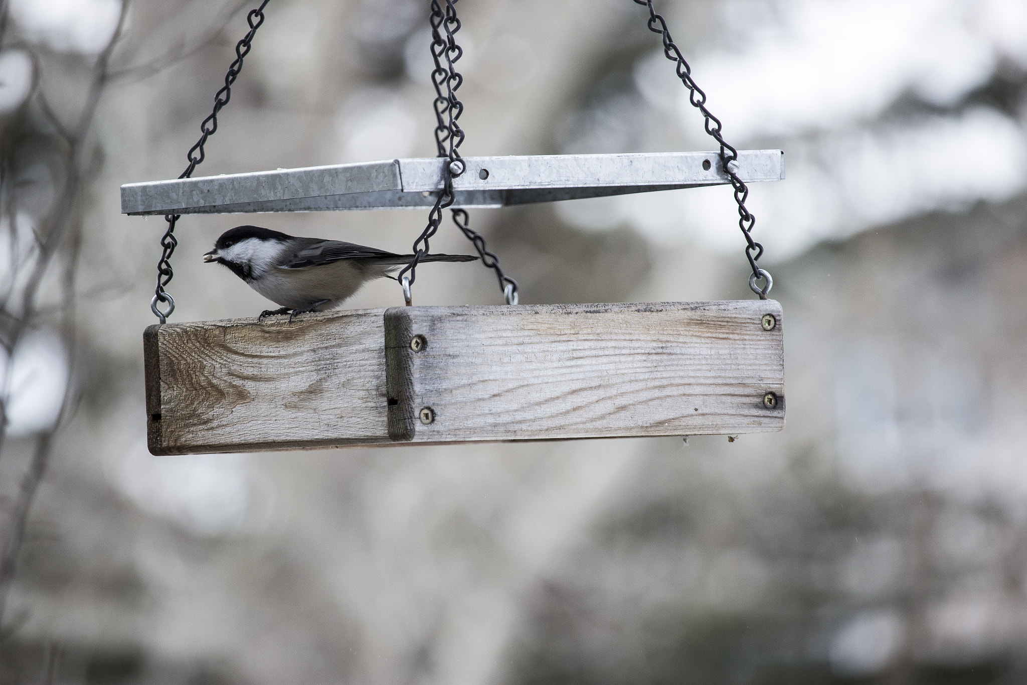Canon EOS 600D (Rebel EOS T3i / EOS Kiss X5) + Canon EF-S 55-250mm F4-5.6 IS STM sample photo. Chickadee having lunch photography