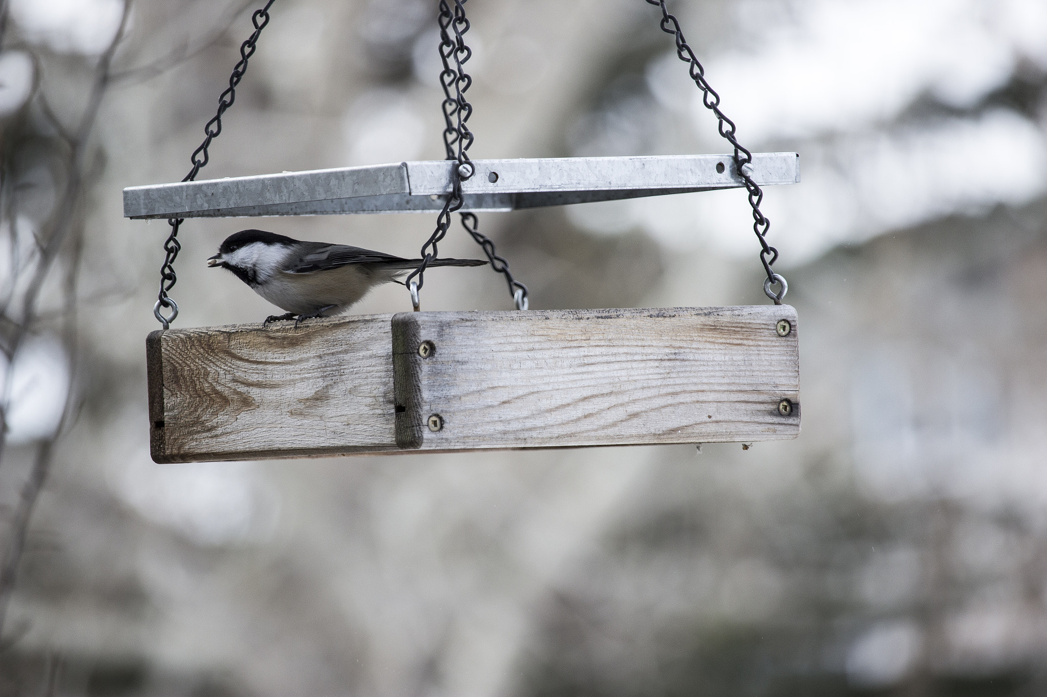 Canon EF-S 55-250mm F4-5.6 IS STM sample photo. Chickadee having lunch photography