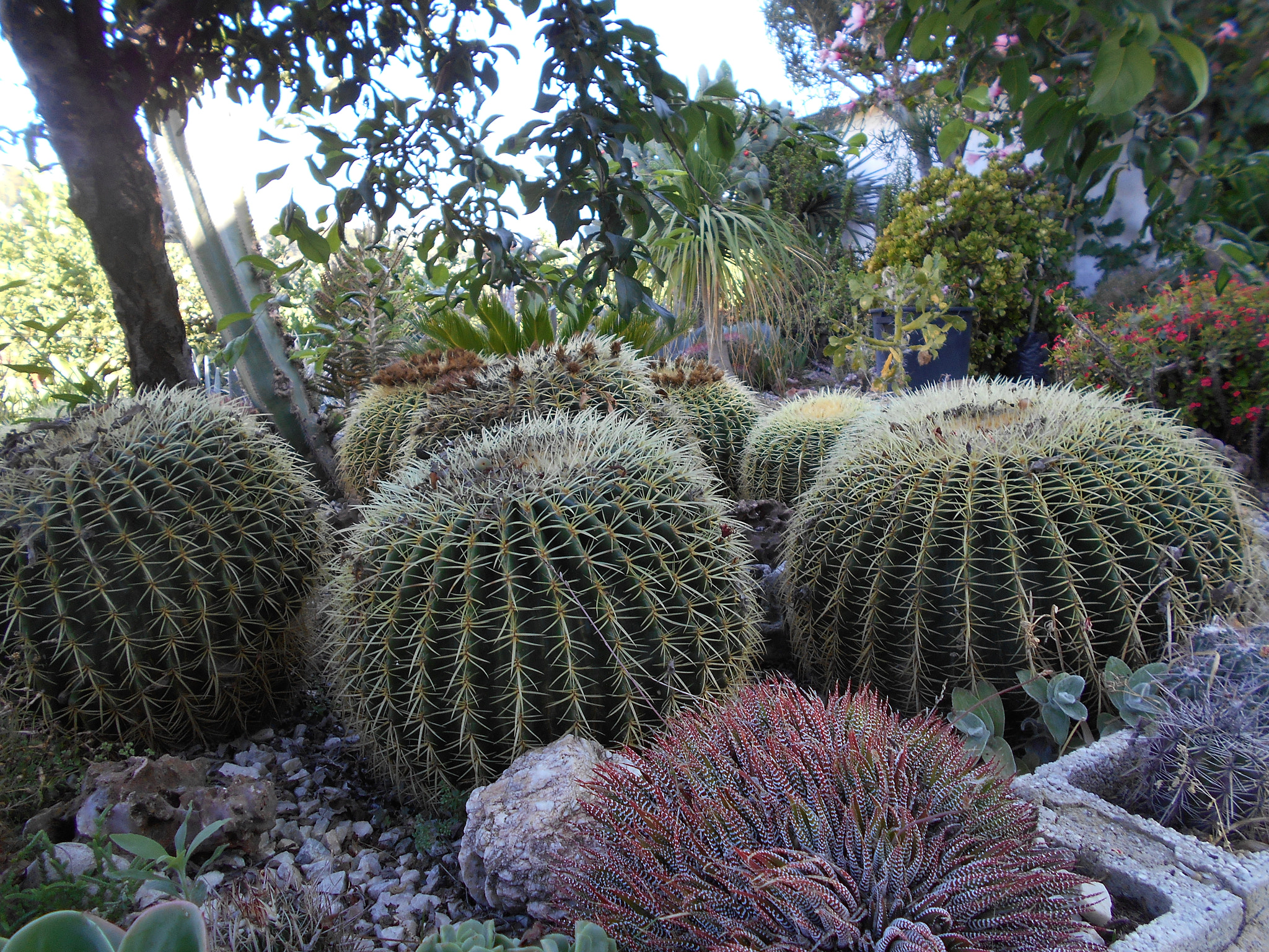 Nikon COOLPIX S2800 sample photo. Cactus garden photography