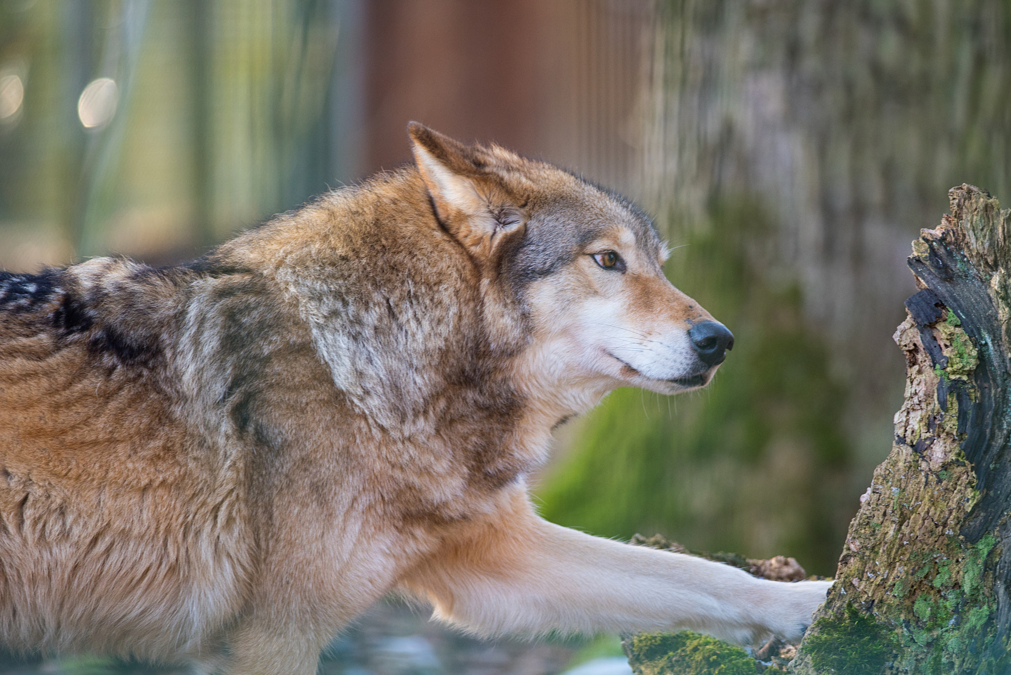 Nikon D810 + Nikon AF-S Nikkor 300mm F4D ED-IF sample photo. Wolf photography