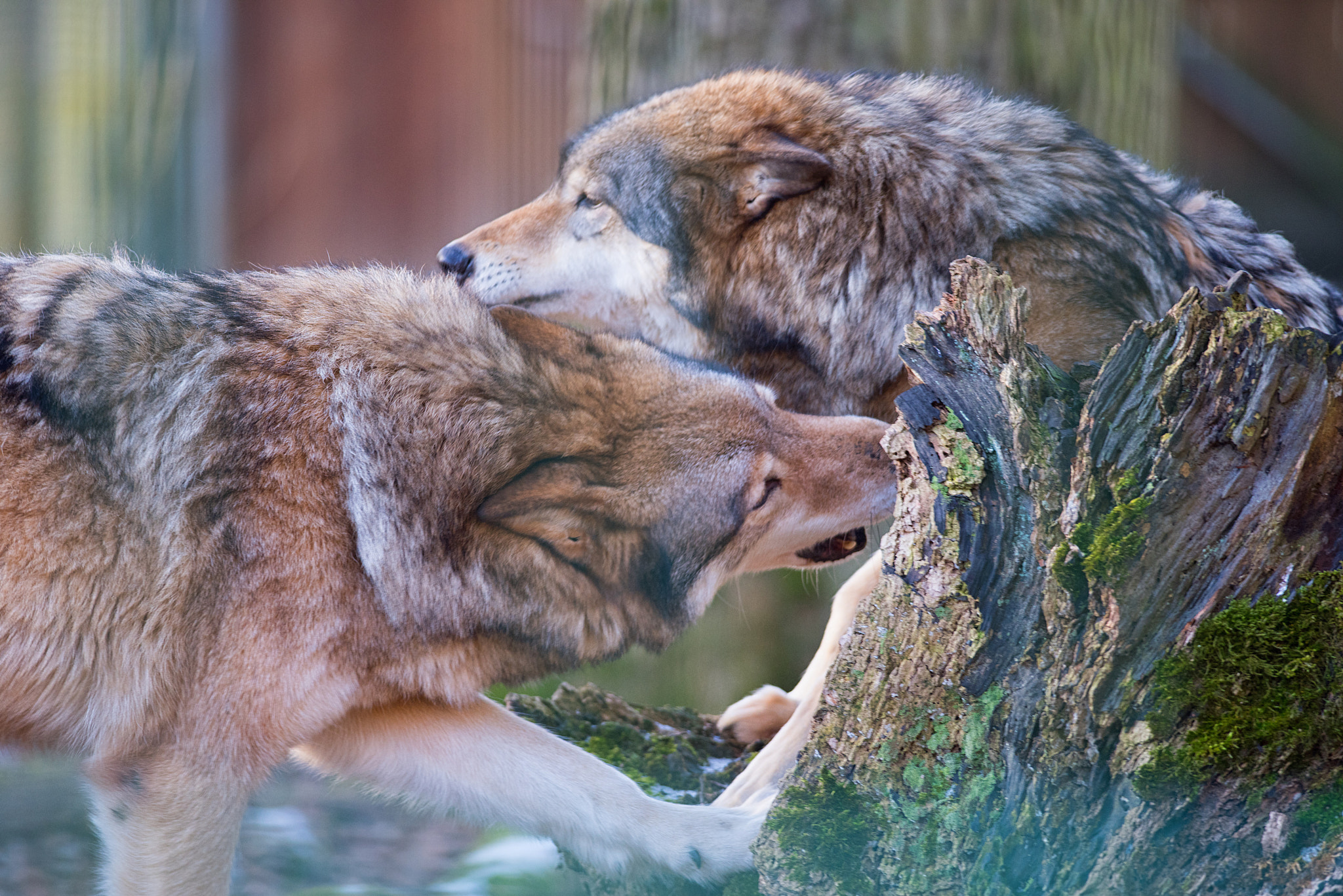 Nikon D810 + Nikon AF-S Nikkor 300mm F4D ED-IF sample photo. Fighting wolfes photography