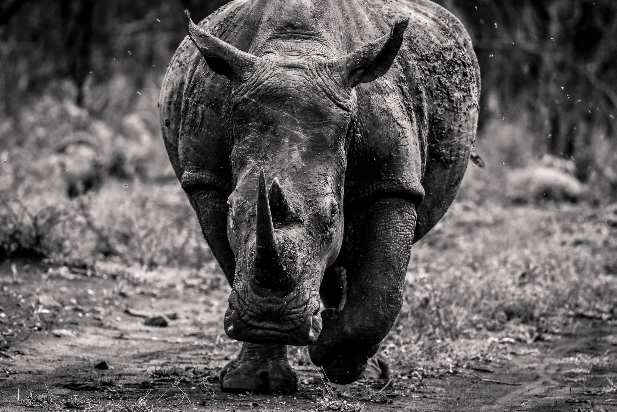 Nikon Nikkor AF-S 300mm F4E PF ED VR sample photo. Rhino charging photography
