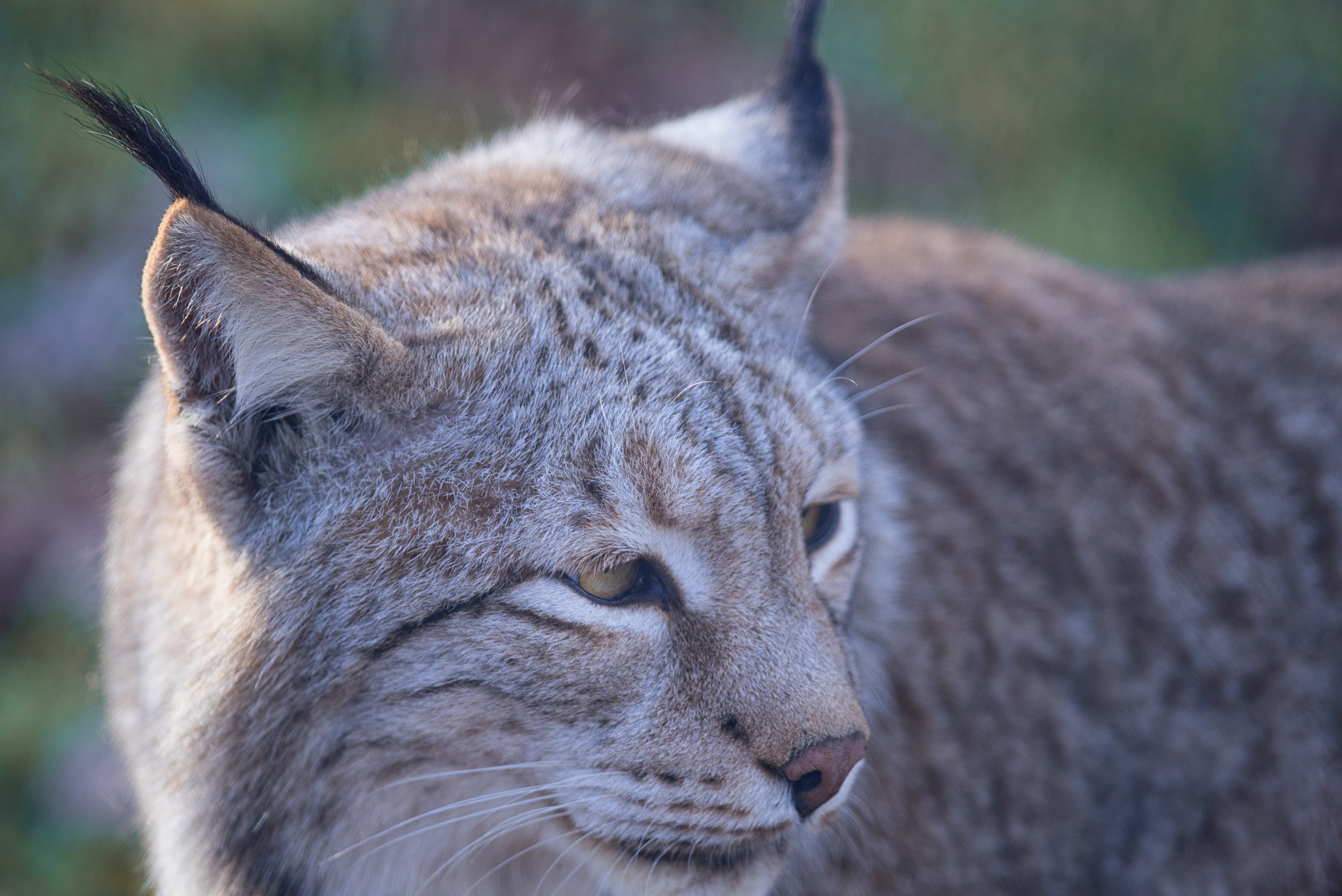 Nikon AF-S Nikkor 300mm F4D ED-IF sample photo. Lynx photography