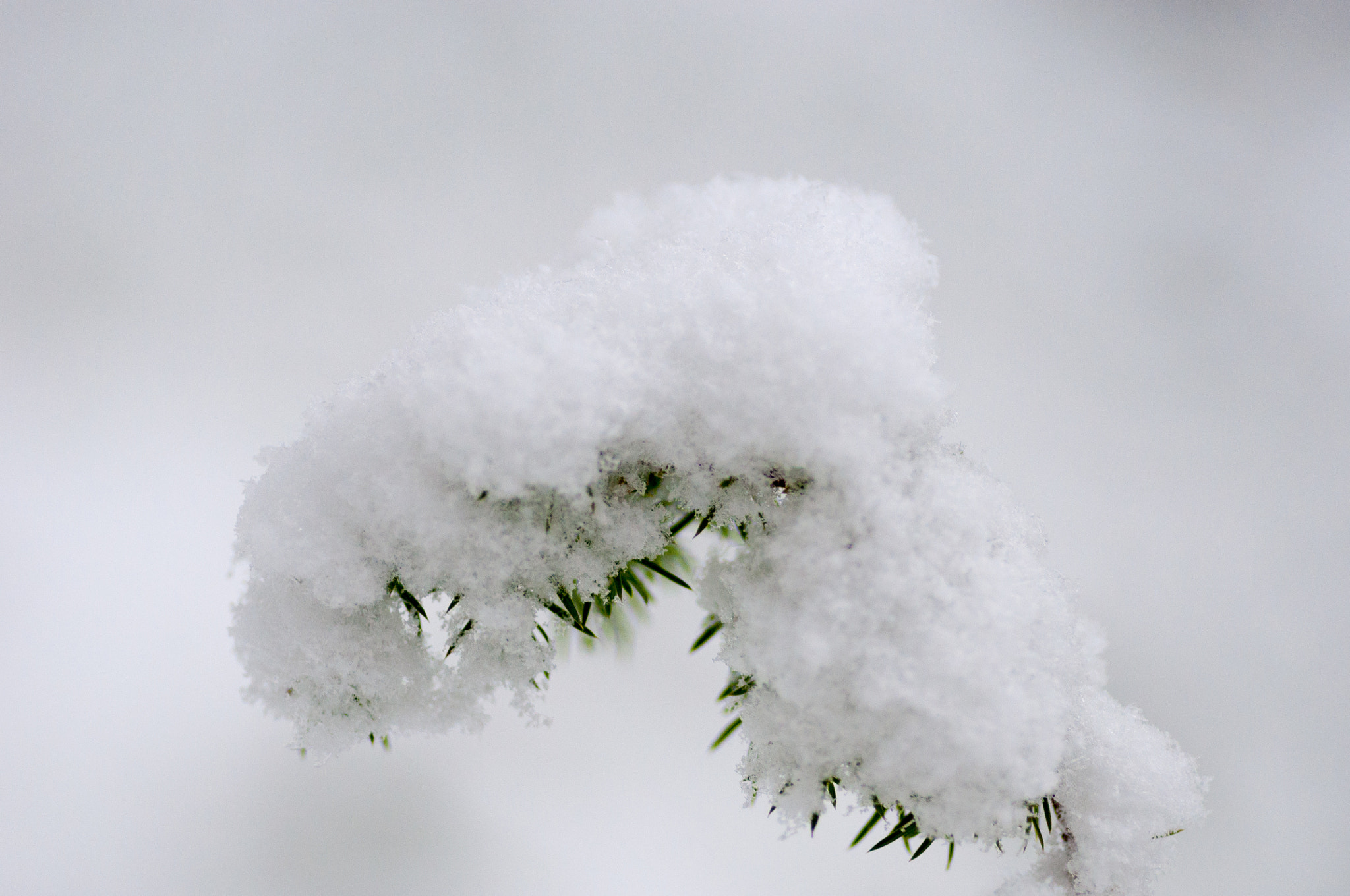 Tokina AT-X Pro 100mm F2.8 Macro sample photo. Small pine tree photography
