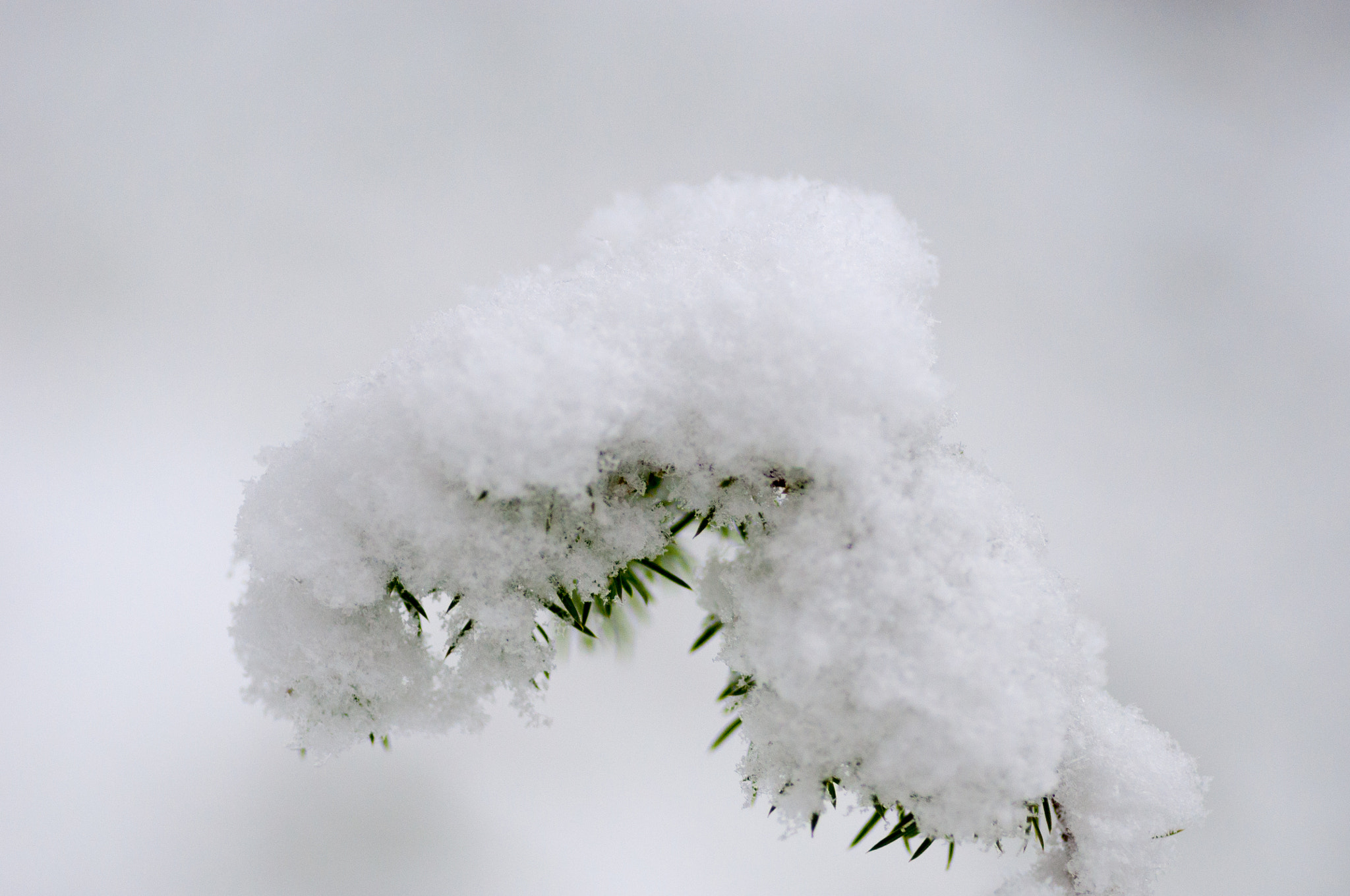 Nikon D90 + Tokina AT-X Pro 100mm F2.8 Macro sample photo. Small pine tree photography