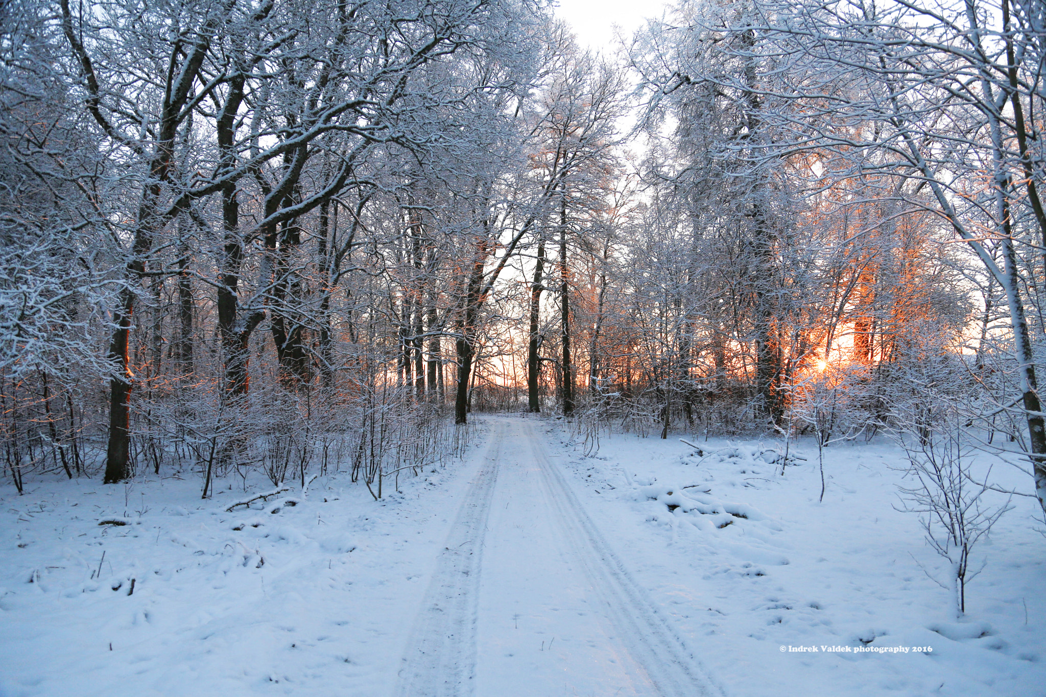 Winter Beauty
