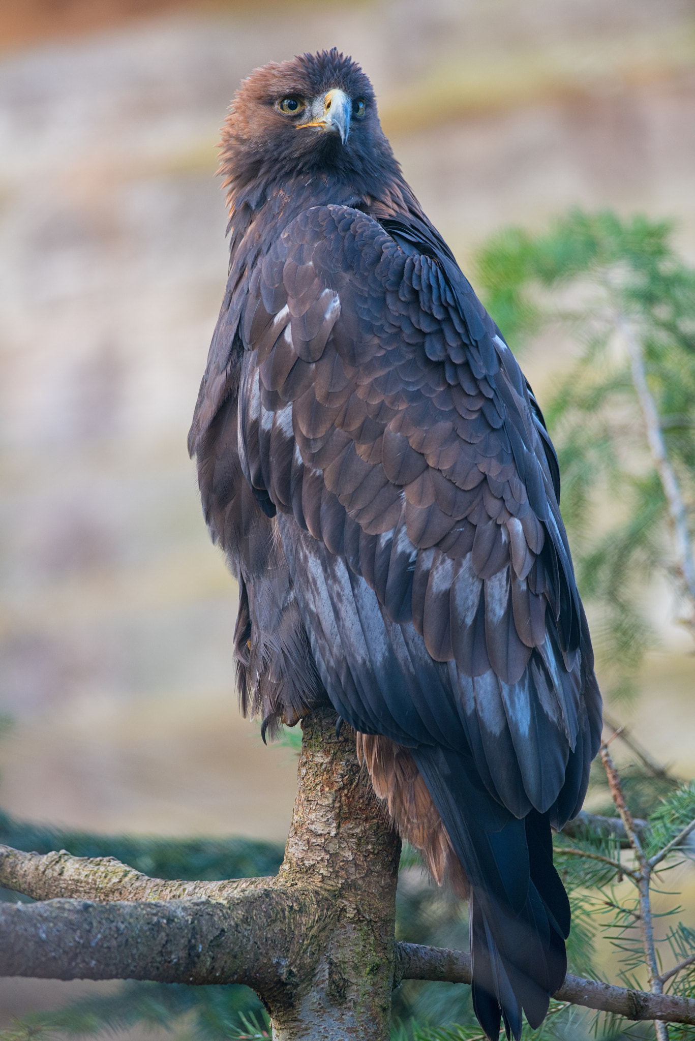 Nikon AF-S Nikkor 300mm F4D ED-IF sample photo. Eagle photography