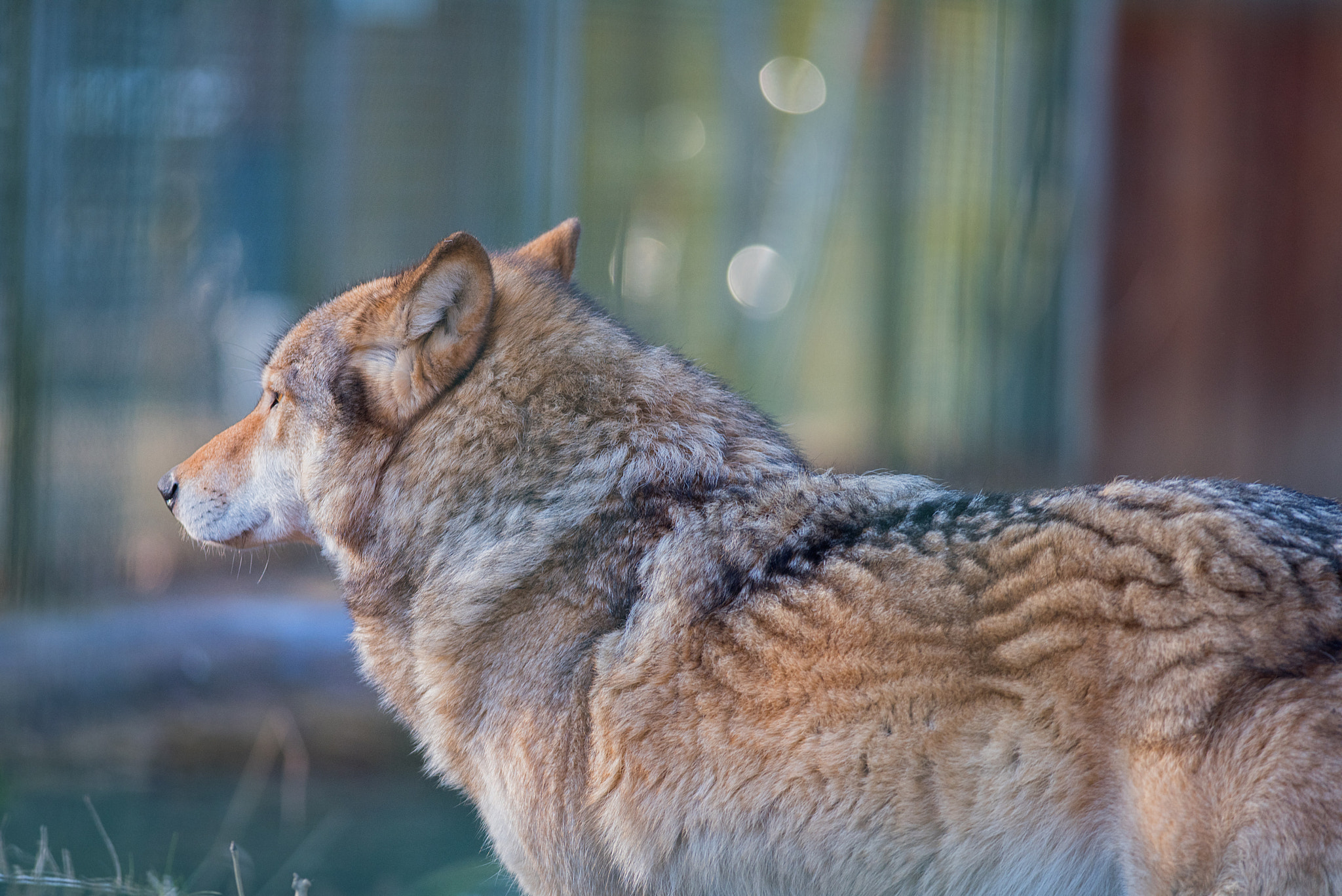 Nikon D810 + Nikon AF-S Nikkor 300mm F4D ED-IF sample photo. Another wolf photography