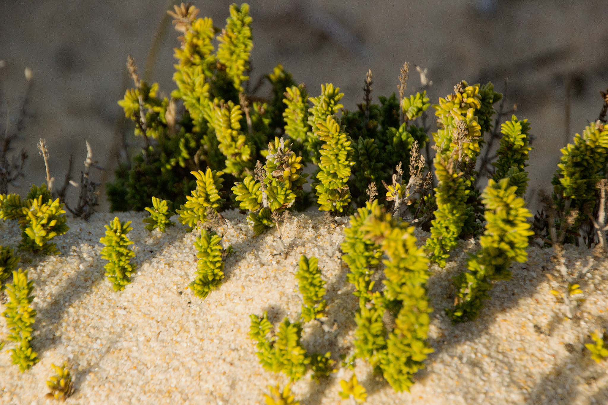 Canon EOS 60D sample photo. Beach img photography