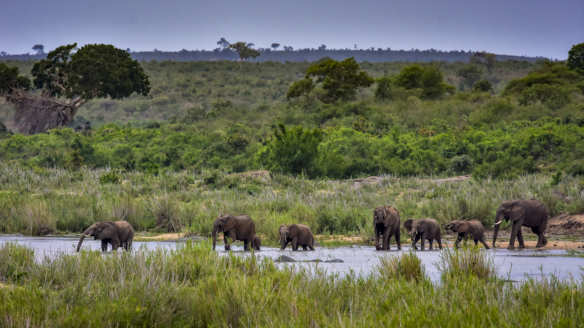 Nikon Nikkor AF-S 300mm F4E PF ED VR sample photo. Cross the river oliphants photography