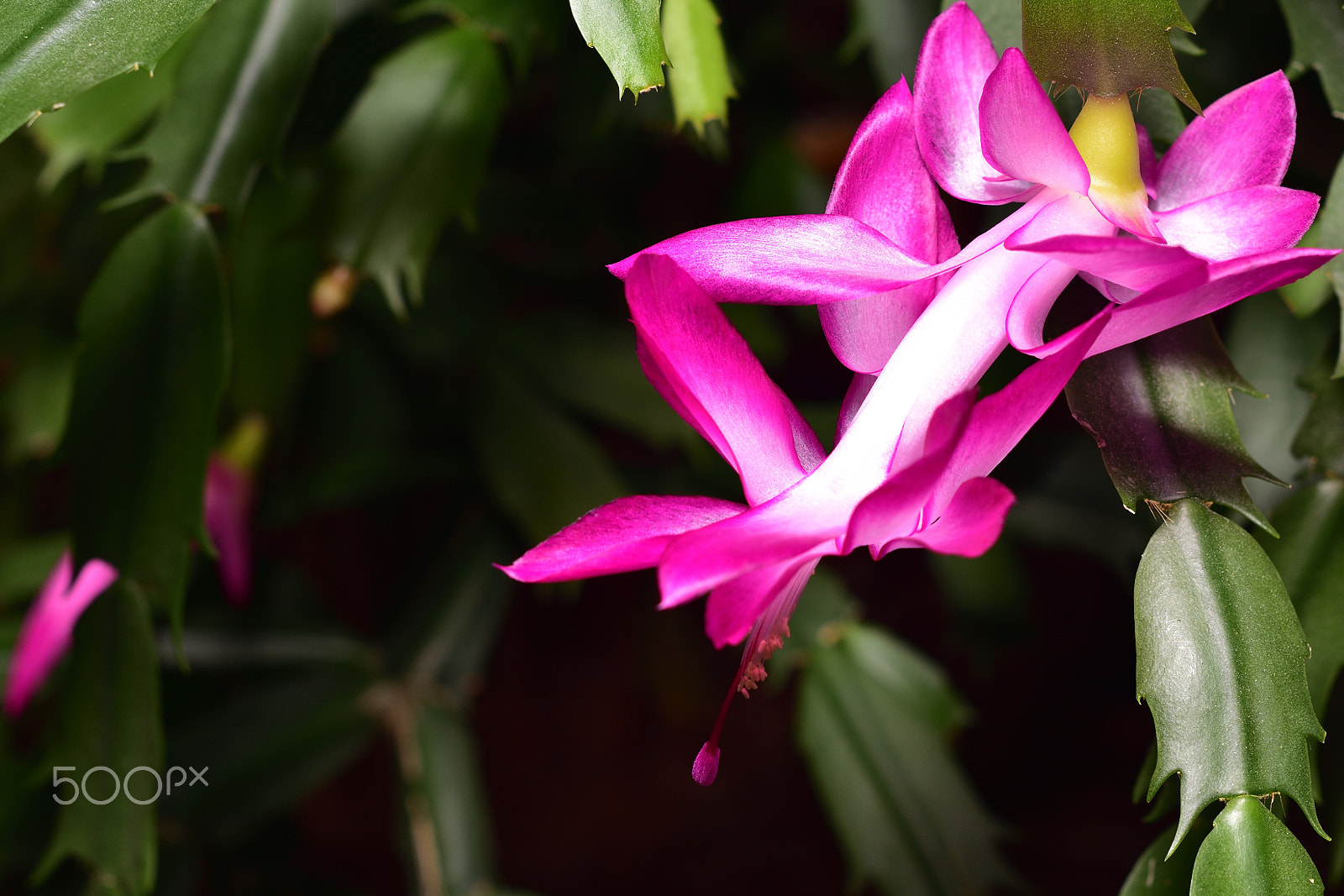 Nikon D7200 + Nikon AF-S Nikkor 50mm F1.4G sample photo. Christmas cactus photography