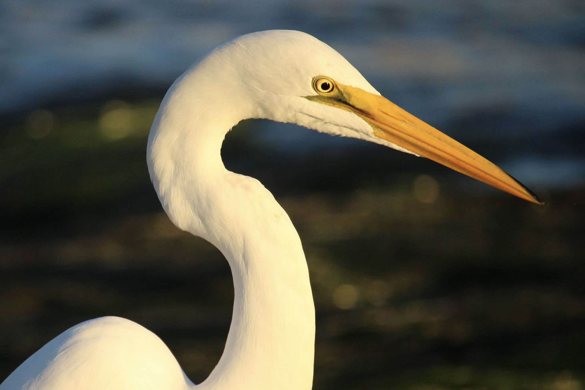 Canon EOS 100D (EOS Rebel SL1 / EOS Kiss X7) + Canon EF-S 55-250mm F4-5.6 IS STM sample photo. Great egret photography