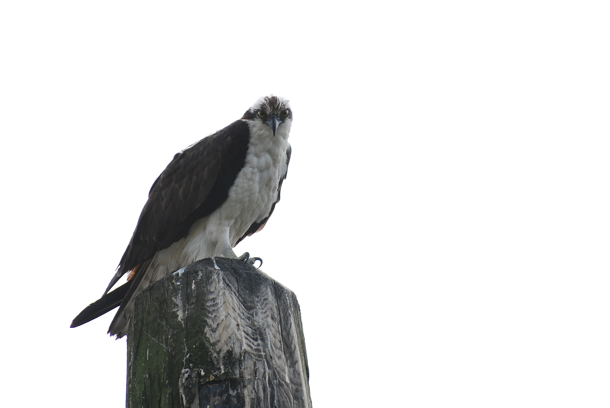 Nikon D80 sample photo. Falcon stare photography