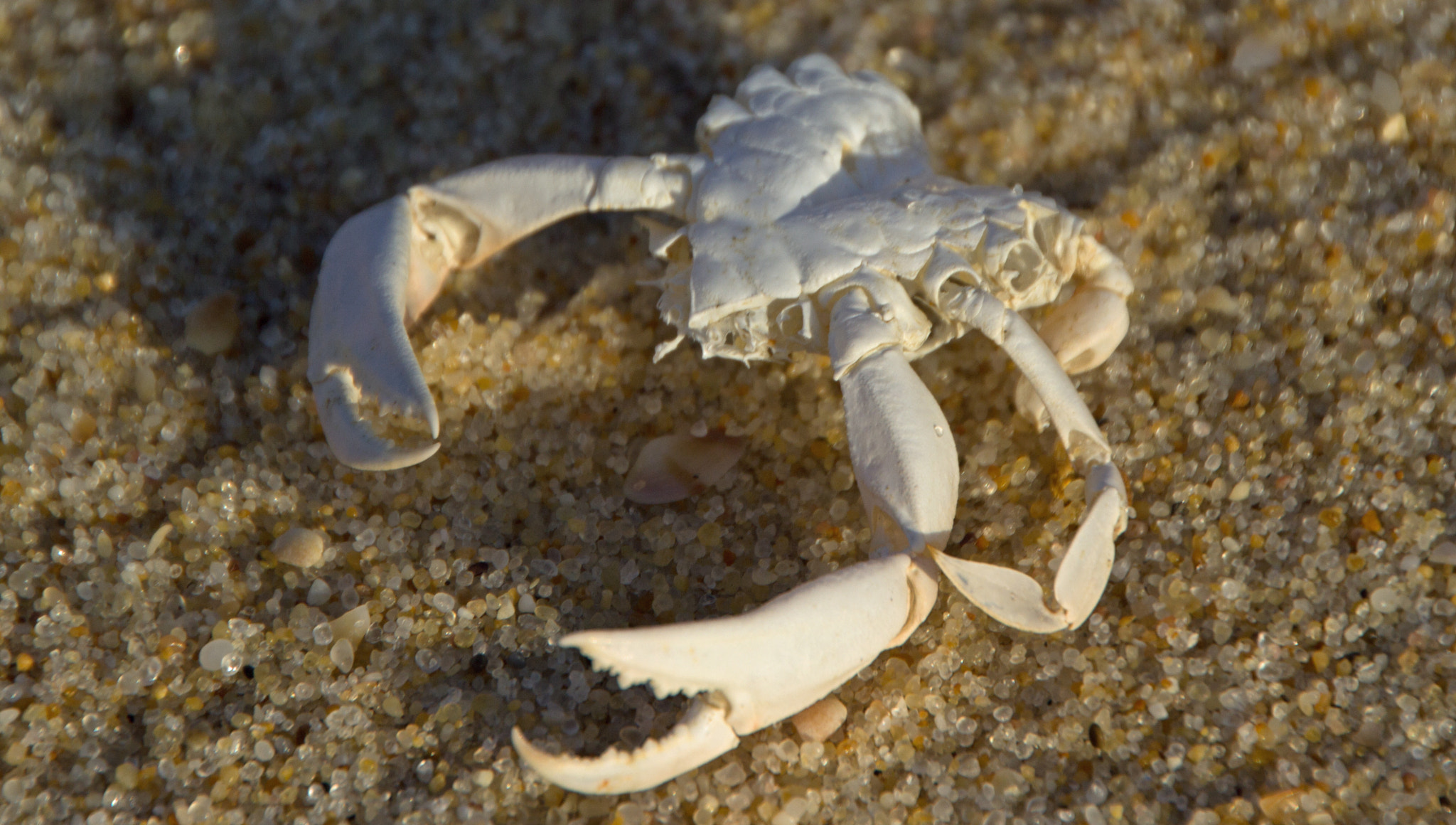 Canon EOS 60D sample photo. Alien photography
