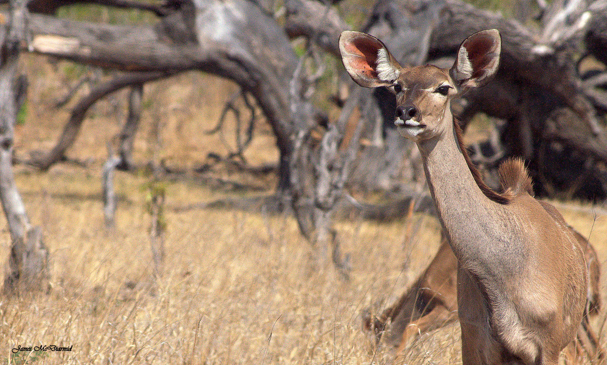 Nikon D90 + AF Nikkor 70-210mm f/4-5.6 sample photo. Female kudu photography