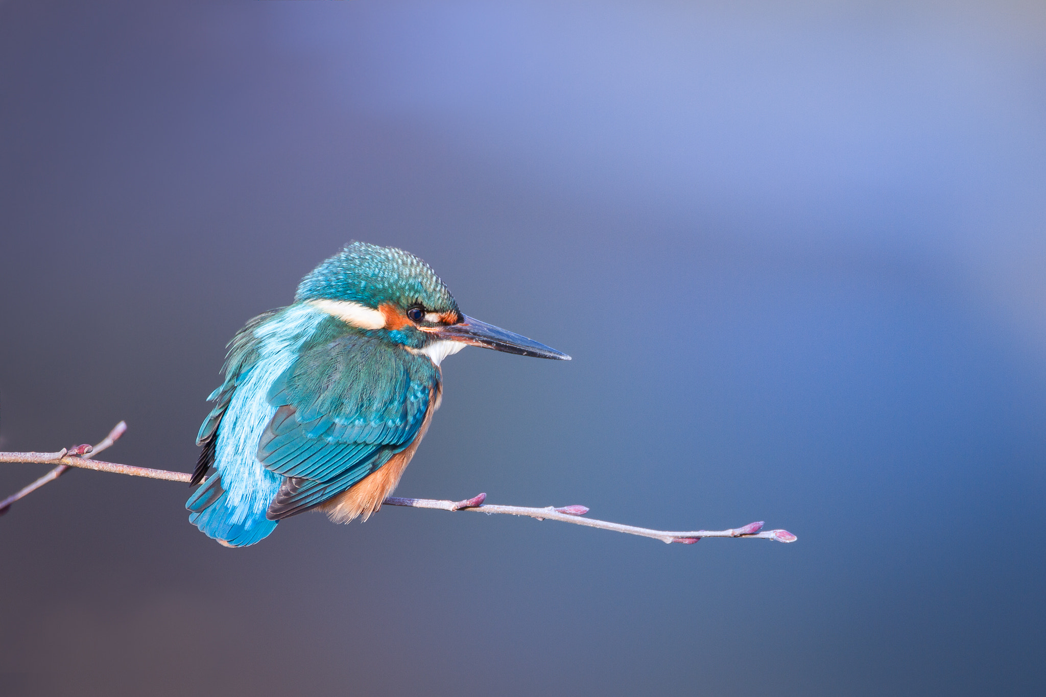 150-600mm F5-6.3 DG OS HSM | Contemporary 015 sample photo. Little jewel photography