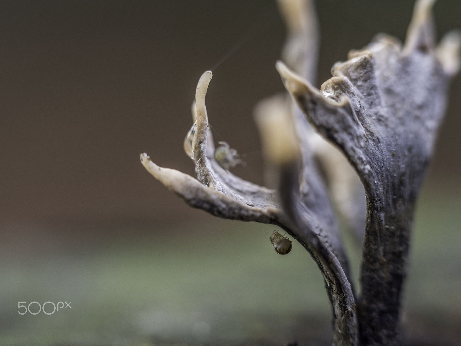 Olympus M.Zuiko Digital ED 60mm F2.8 Macro sample photo. Itsy bitsy spider photography