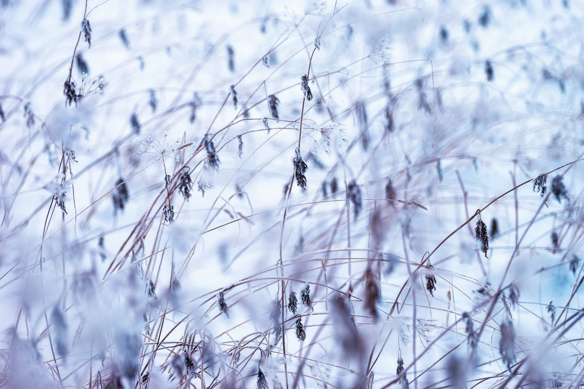 Sony 70-400mm F4-5.6 G SSM II sample photo. Grass photography