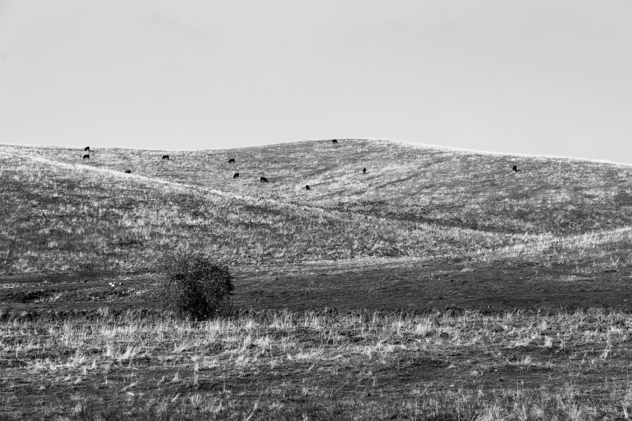 Sony a7 II + ZEISS Batis 85mm F1.8 sample photo. Cows on a hill photography