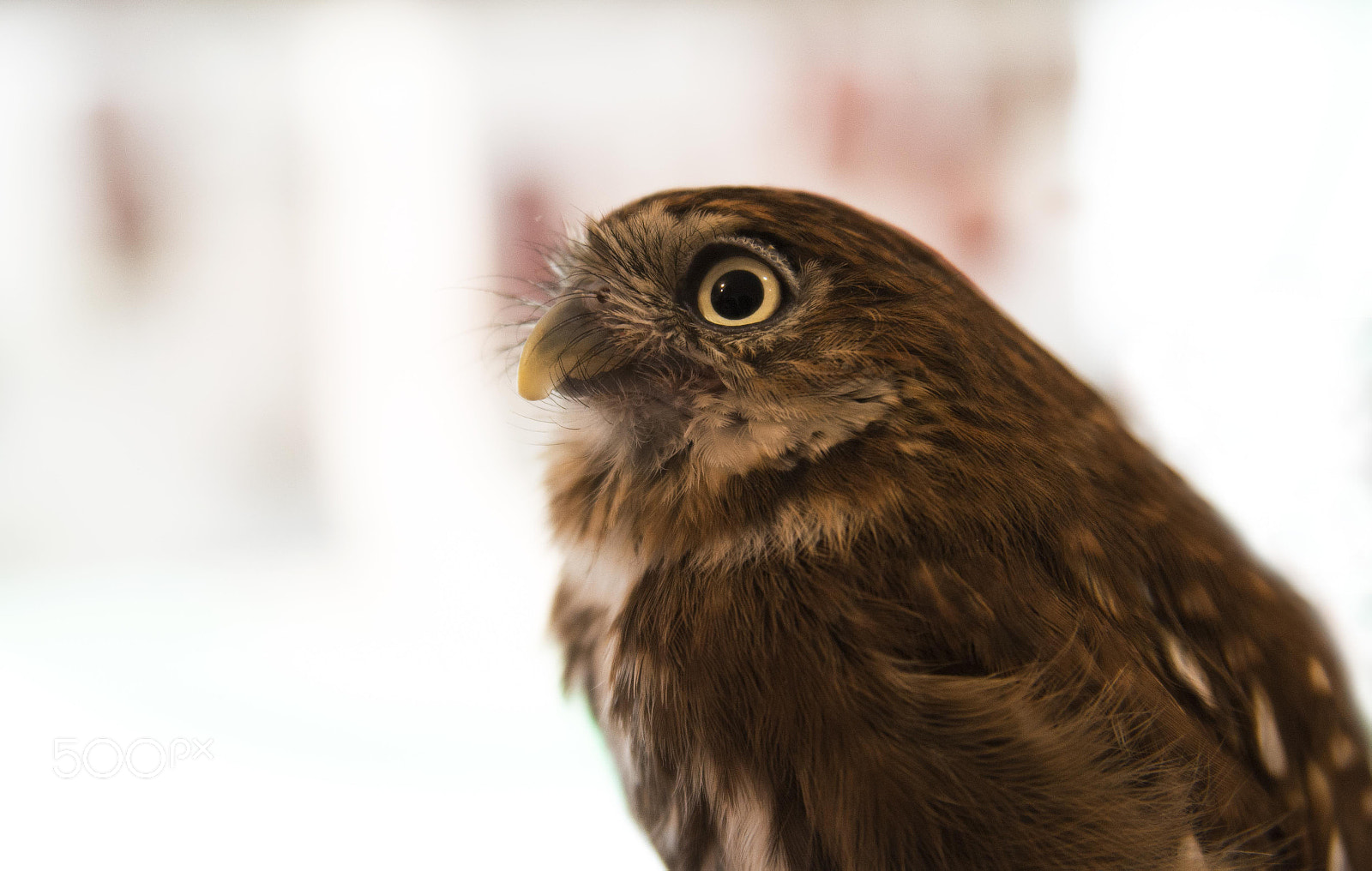 Nikon AF Nikkor 24-85mm F2.8-4D IF sample photo. Owls photography