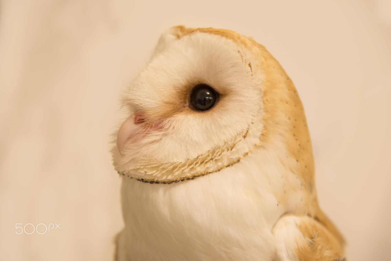 Nikon AF Nikkor 24-85mm F2.8-4D IF sample photo. Owls photography