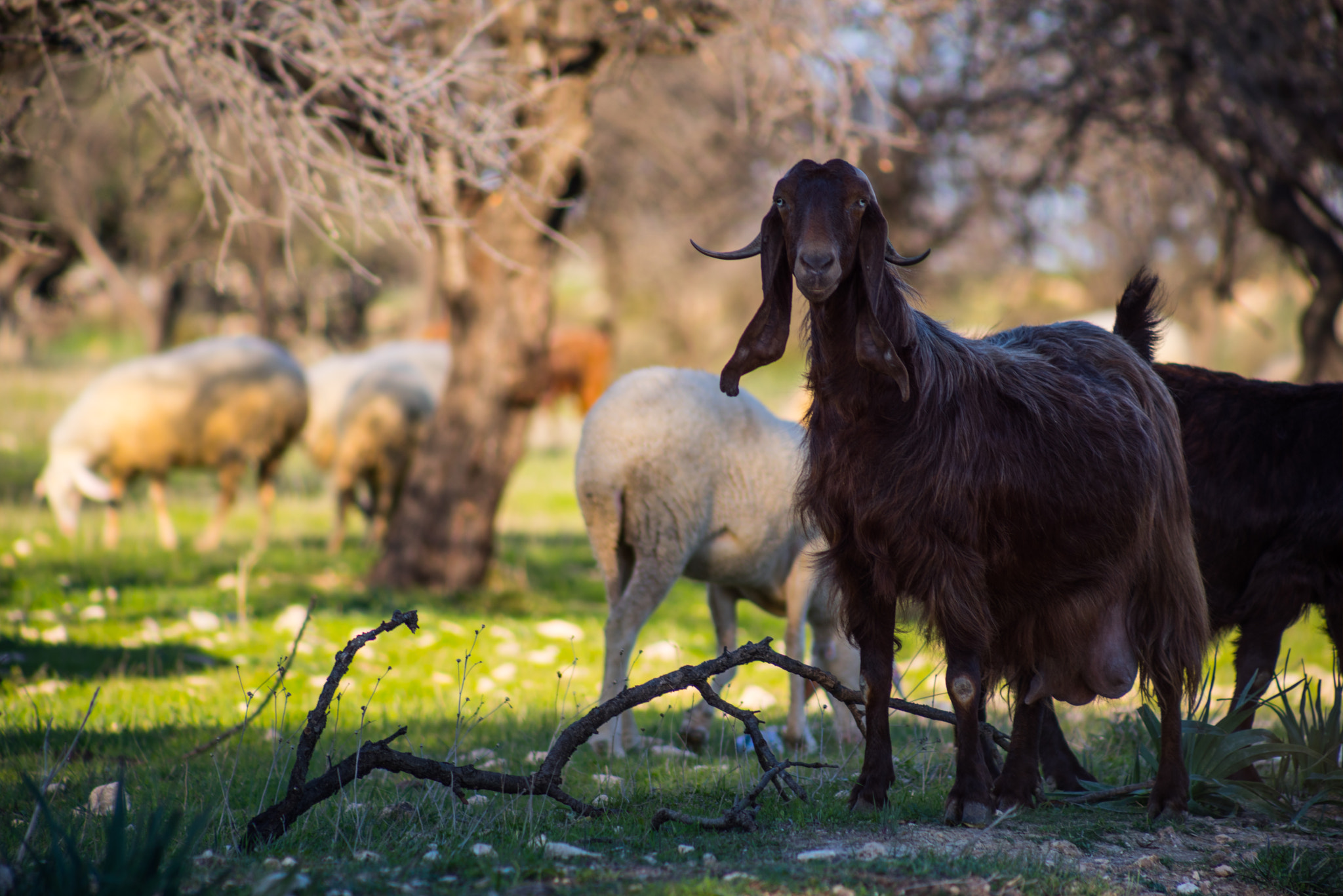 Sony a7R sample photo. I, pet goat photography