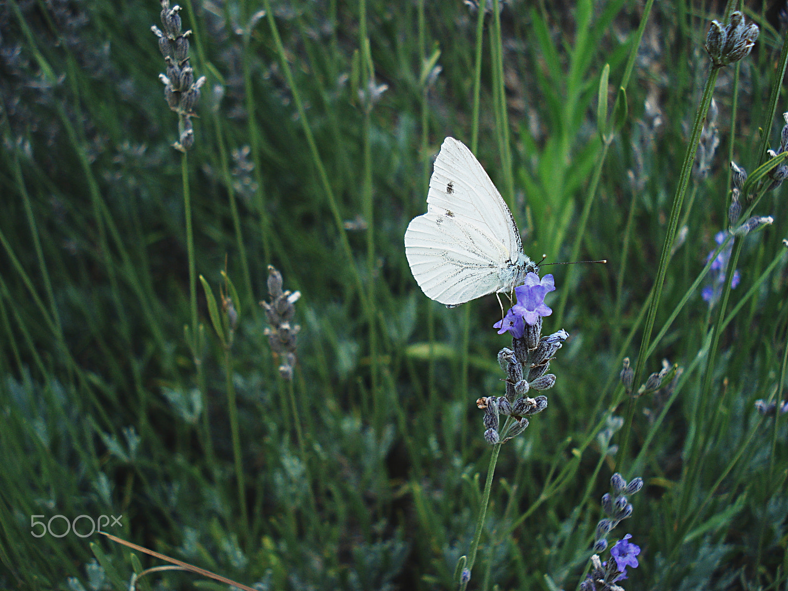 Sony DSC-W40 sample photo. Butterfly at the lavender photography