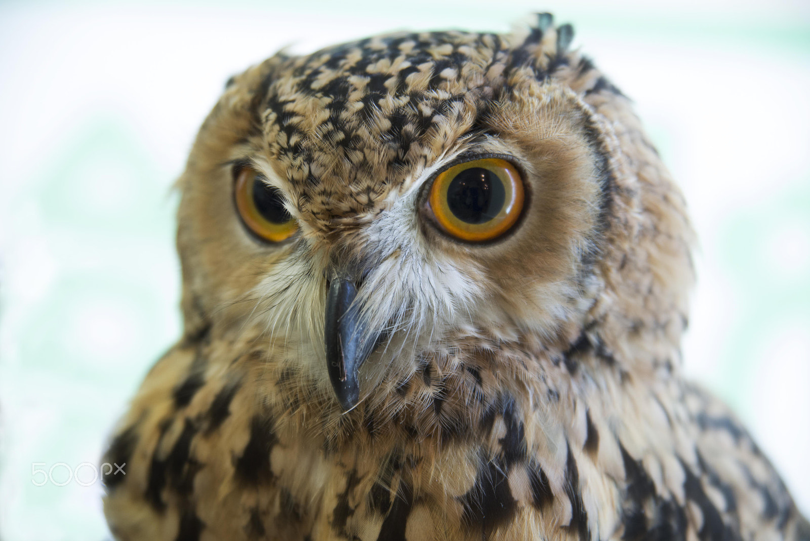 Nikon AF Nikkor 24-85mm F2.8-4D IF sample photo. Owls photography