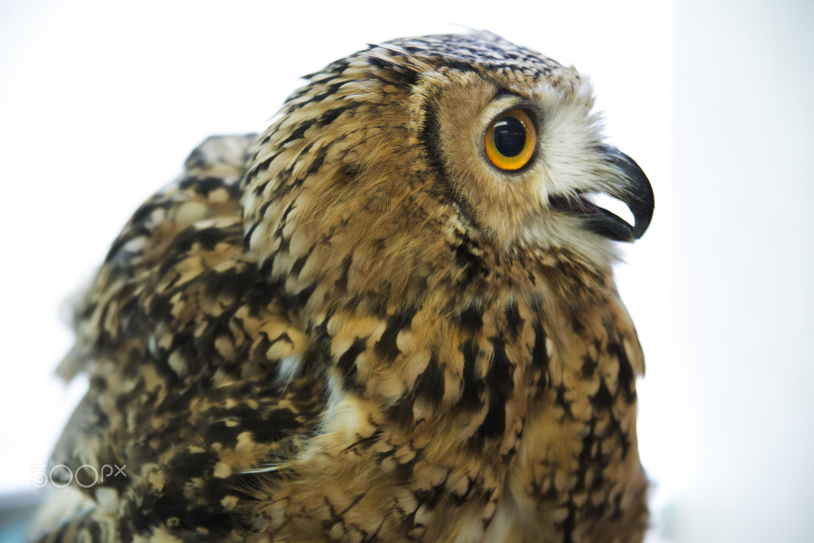 Nikon AF Nikkor 24-85mm F2.8-4D IF sample photo. Owls photography