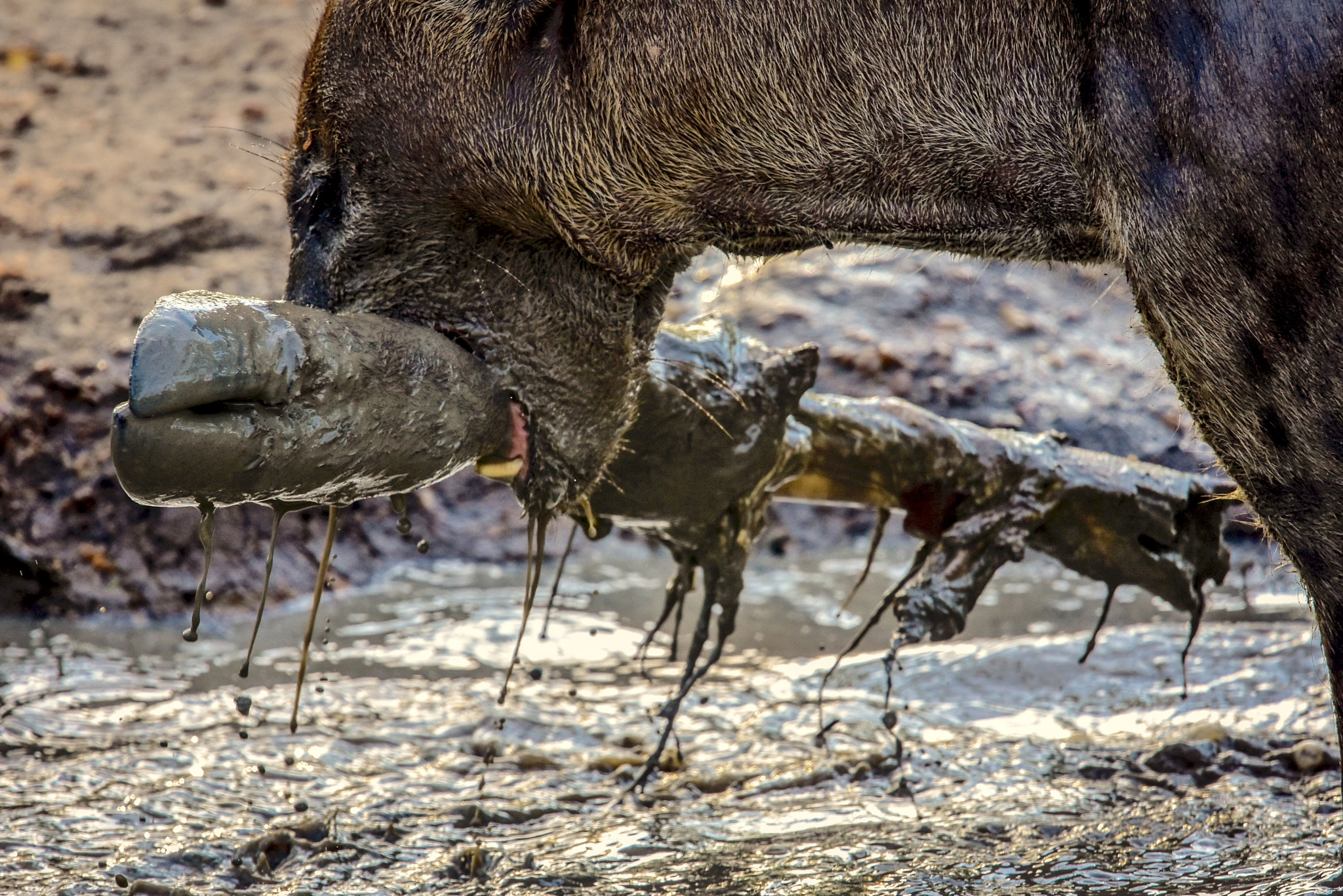 Nikon Nikkor AF-S 300mm F4E PF ED VR sample photo. Nothing loose.... 2 days after.hyena put the legs on the water for eating softer ! photography