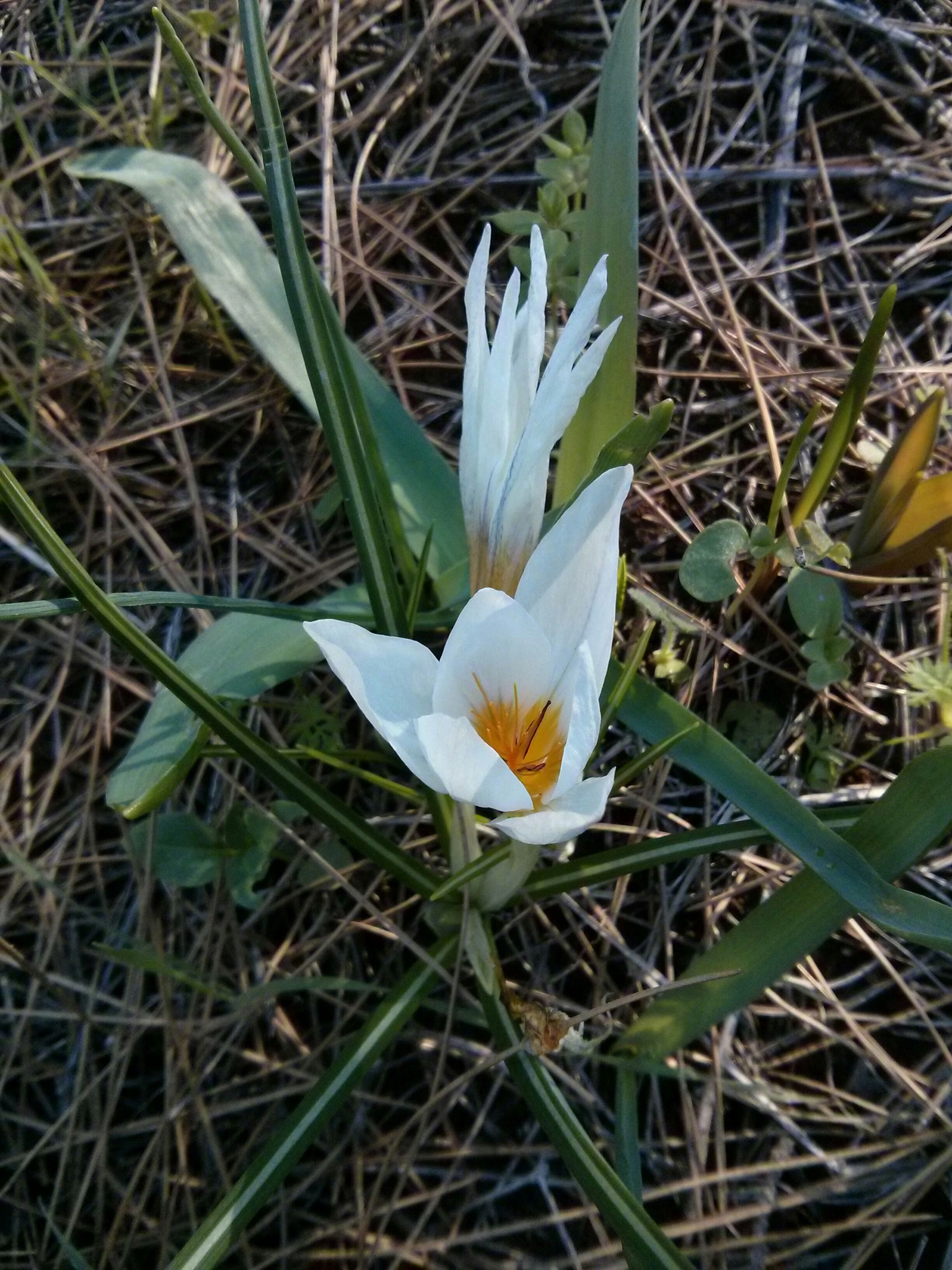 LG Nexus 4 sample photo. Tenderness photography