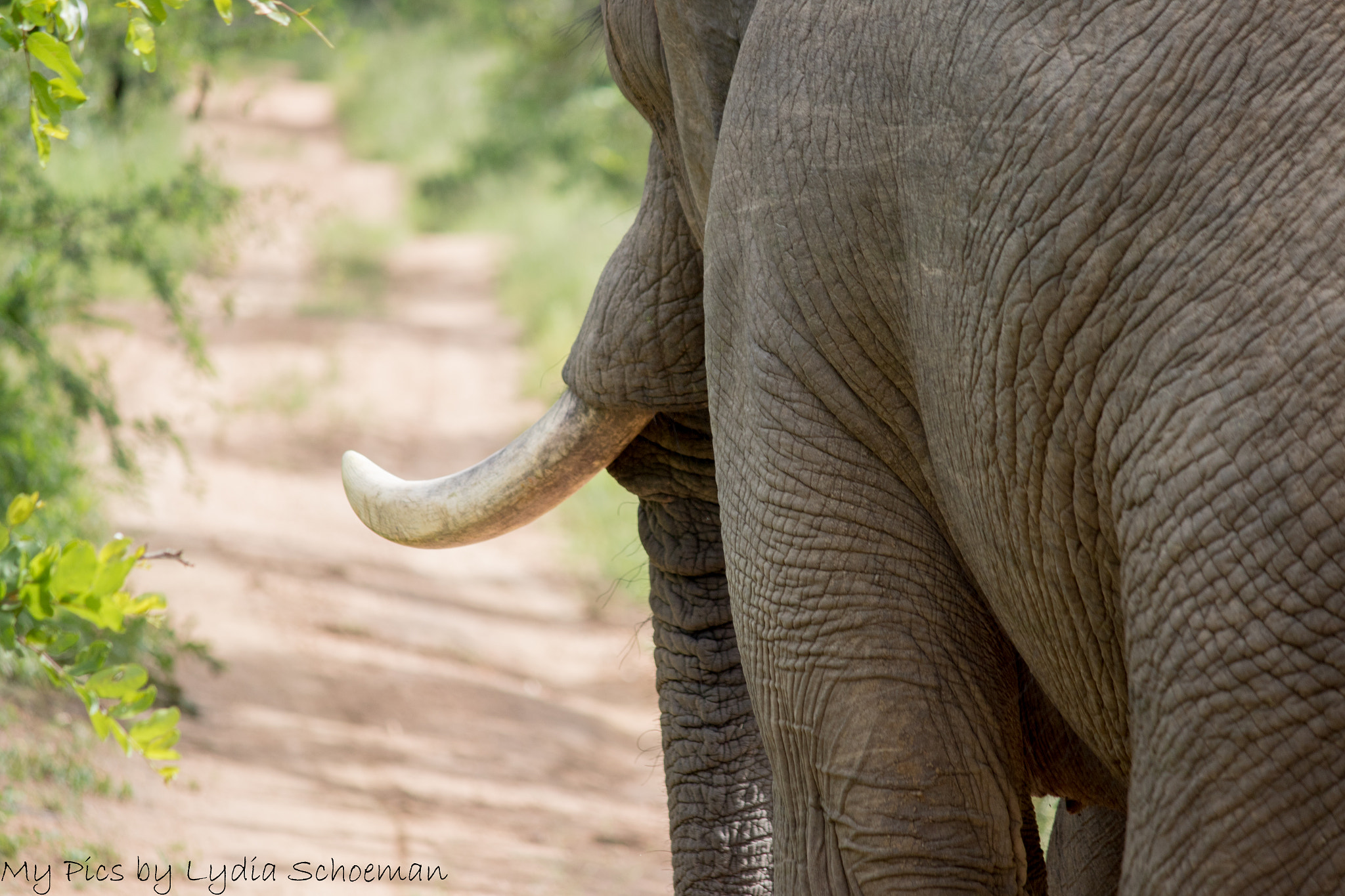 Canon EF-S 55-250mm F4-5.6 IS II sample photo. Elephant photography