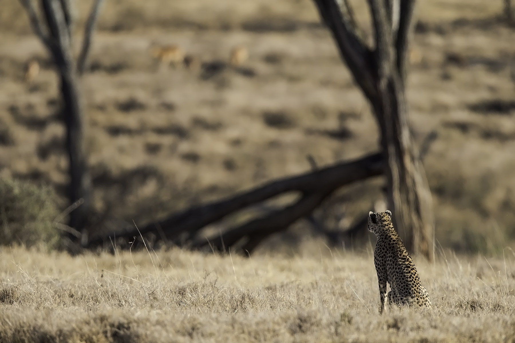 Canon EOS-1D X sample photo. The hunter and its prey photography