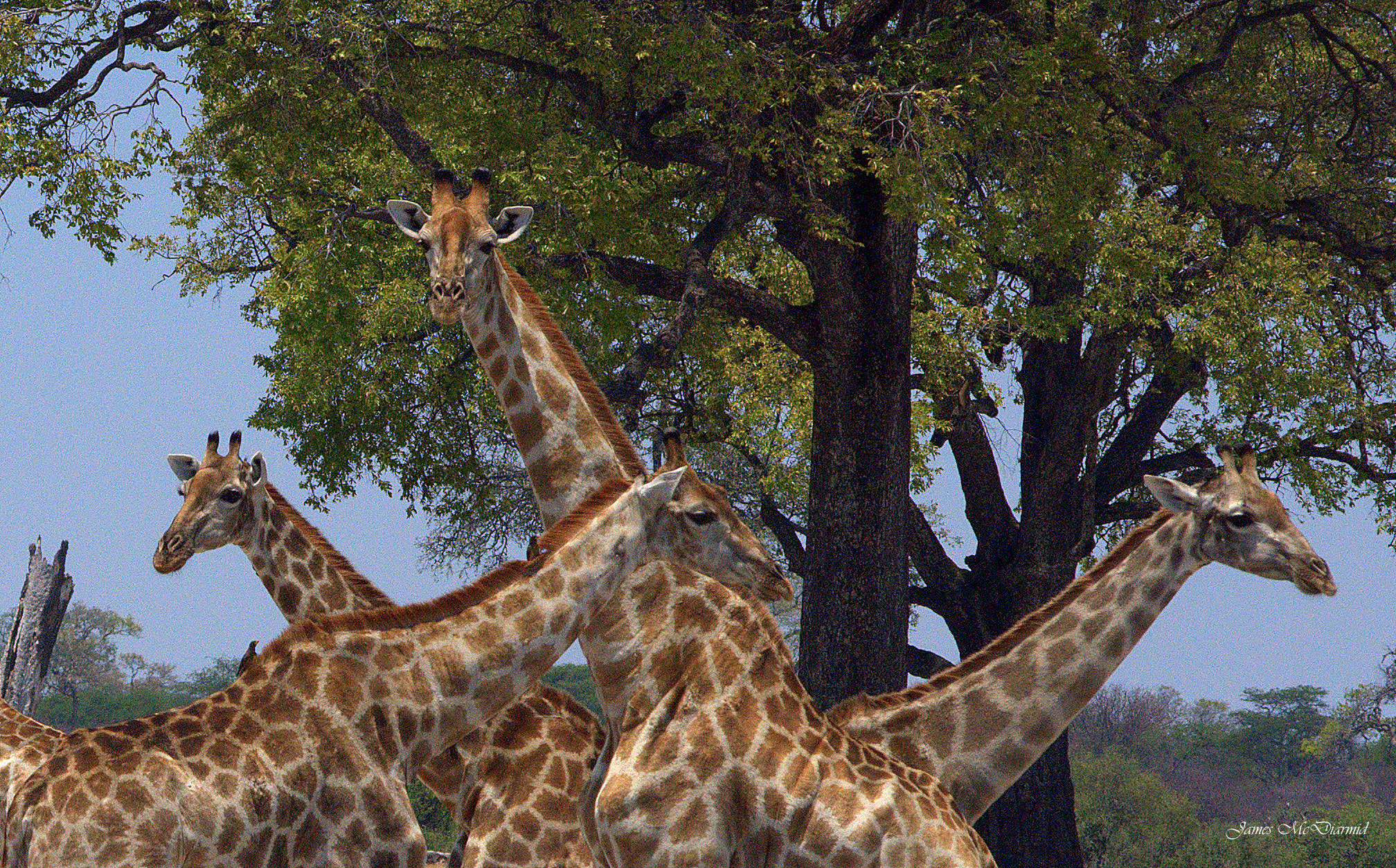 Nikon D90 + AF Nikkor 70-210mm f/4-5.6 sample photo. Good grouping of giraffe photography