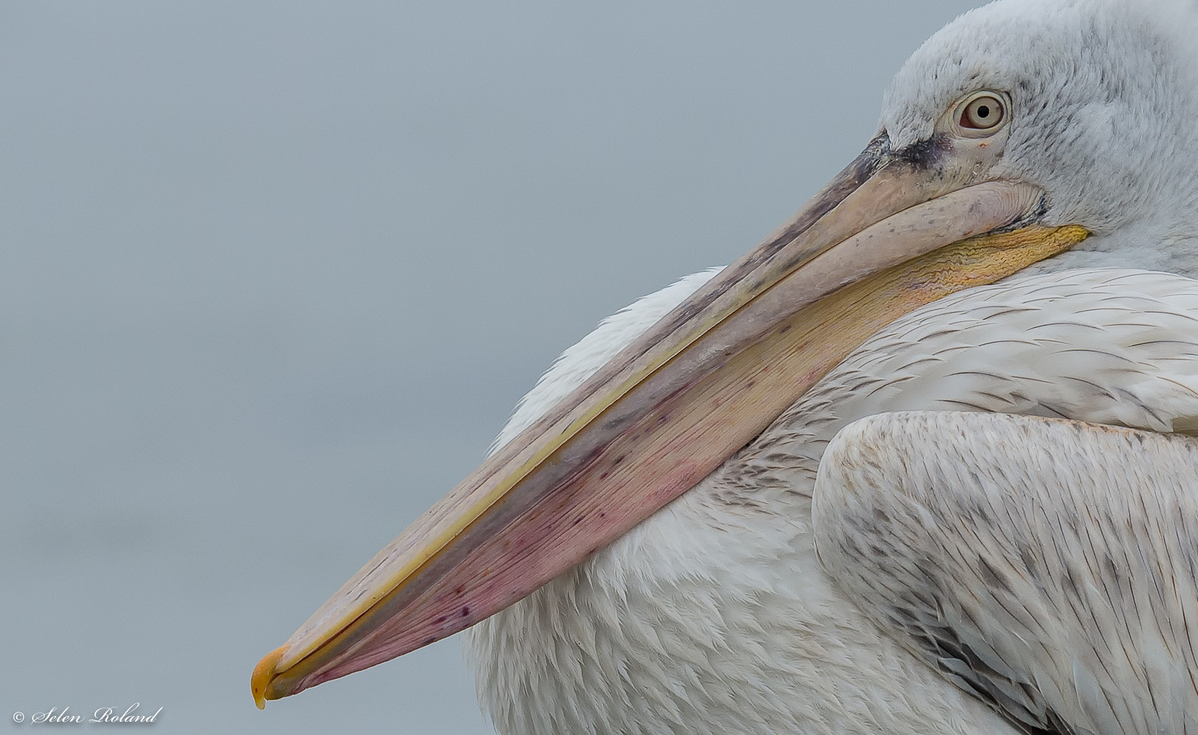 Nikon D4 sample photo. Kroeskoppelikaan - dalmatian pelican photography