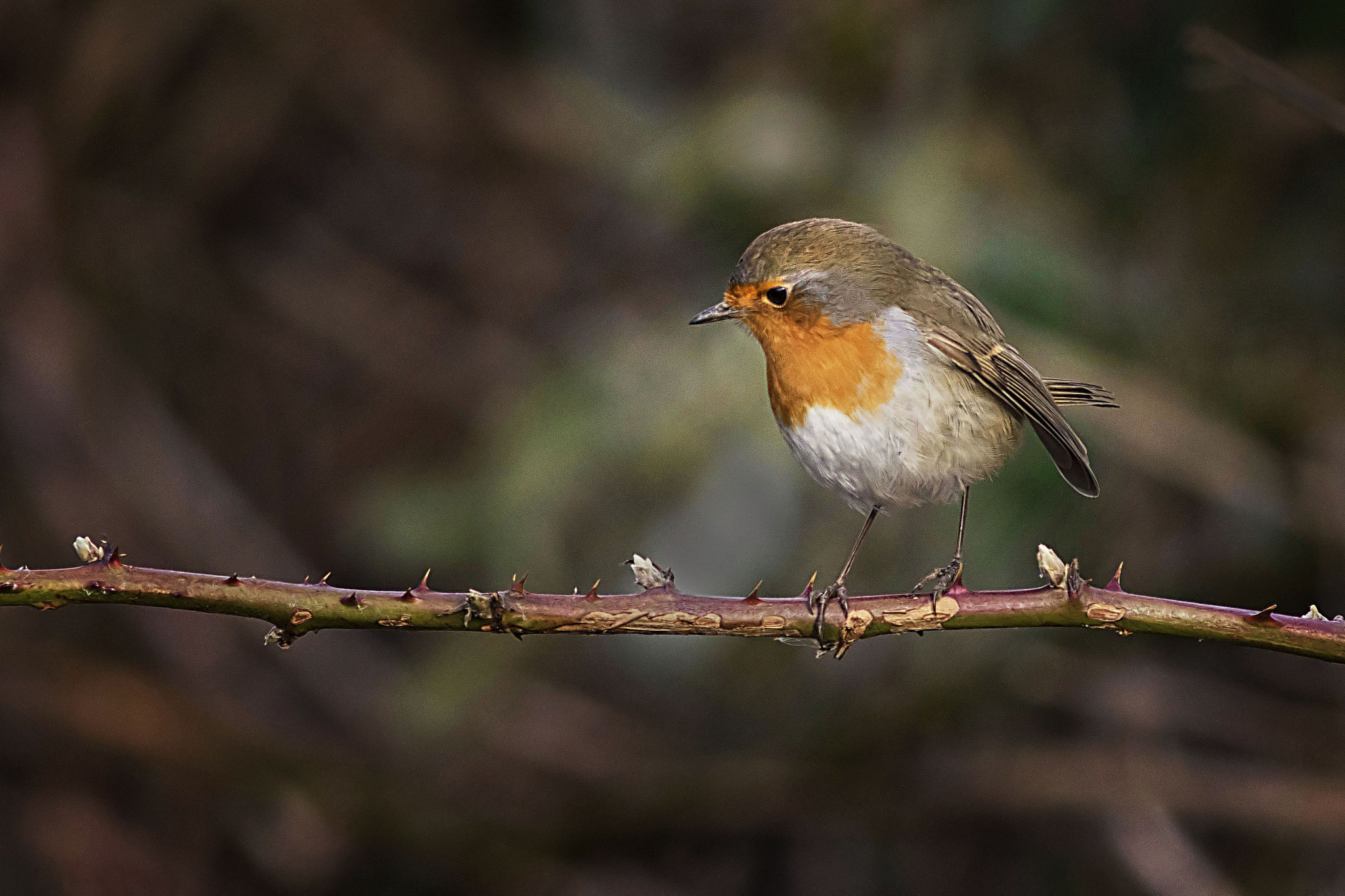 Canon EOS 7D Mark II + Canon EF 400mm F5.6L USM sample photo. Robin looking for food photography
