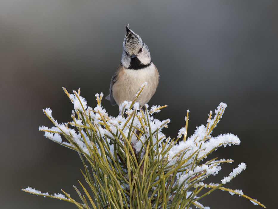 Canon EOS 70D + 150-600mm F5-6.3 DG OS HSM | Sports 014 sample photo. Kuifmees /  crested tit photography