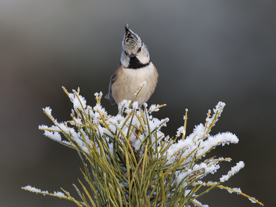 150-600mm F5-6.3 DG OS HSM | Sports 014 sample photo. Kuifmees /  crested tit photography