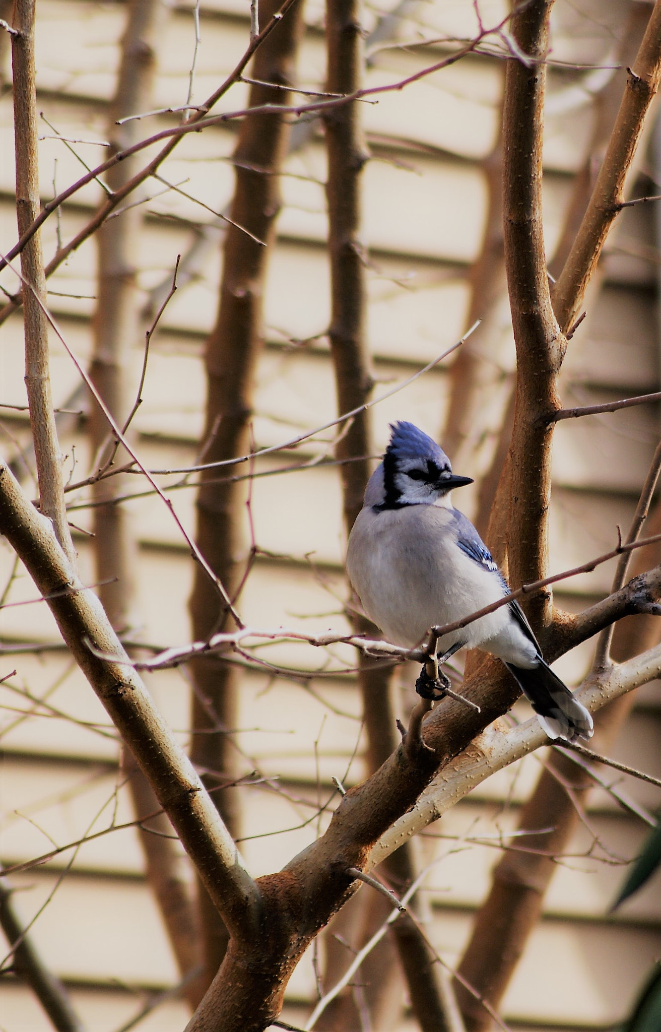 Sony Alpha DSLR-A200 + Sony DT 55-200mm F4-5.6 SAM sample photo. Blue jay photography